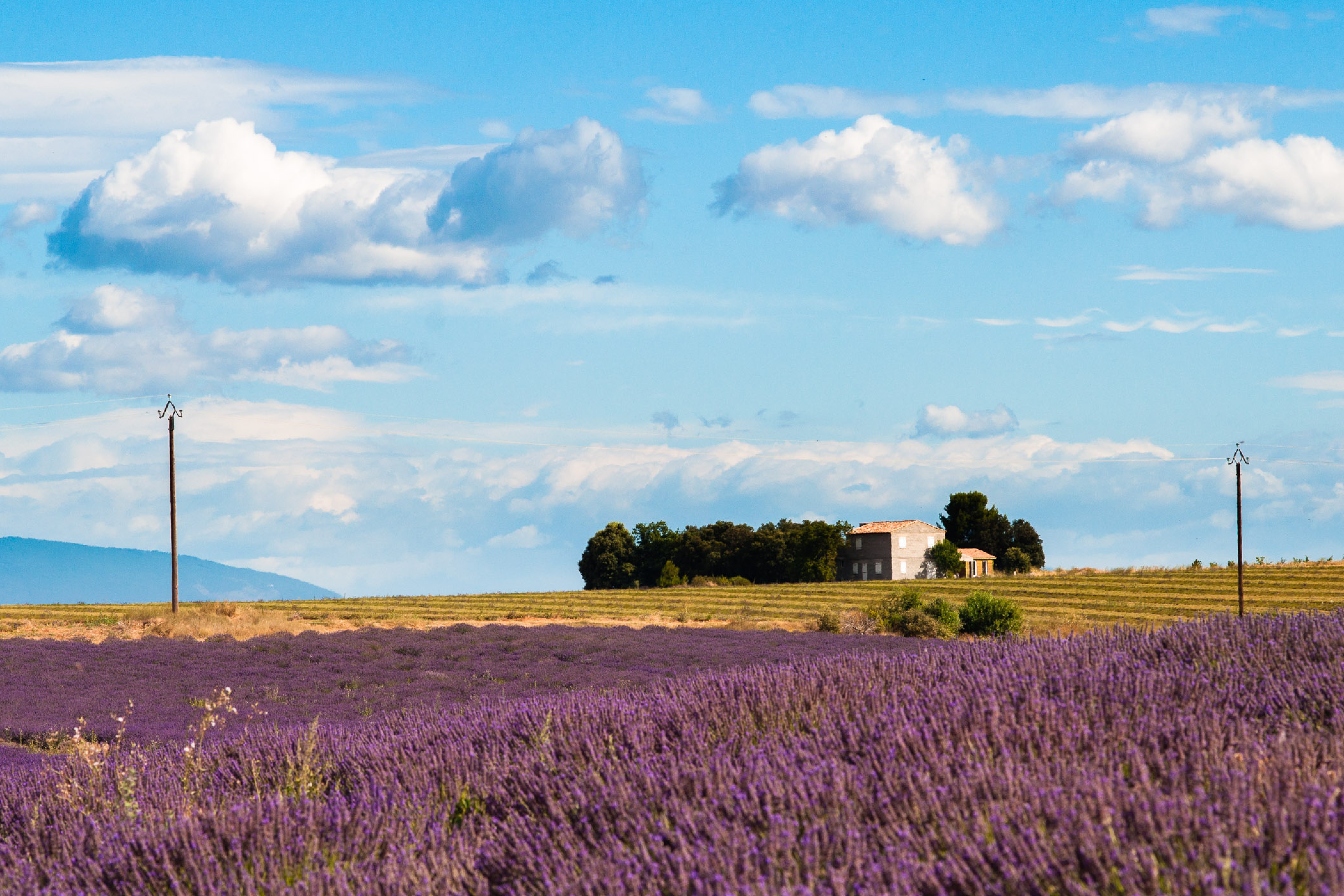 Lavendelveld in Franrijk