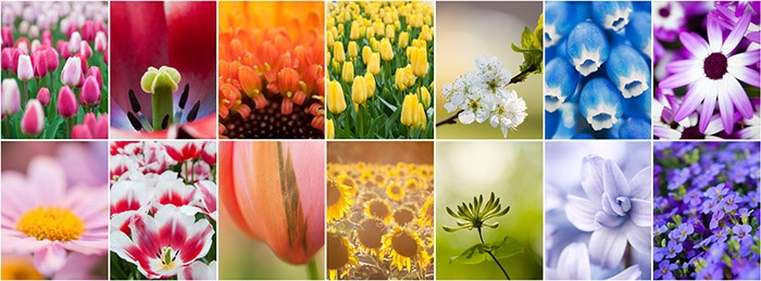 Regenboog collage van bloemen