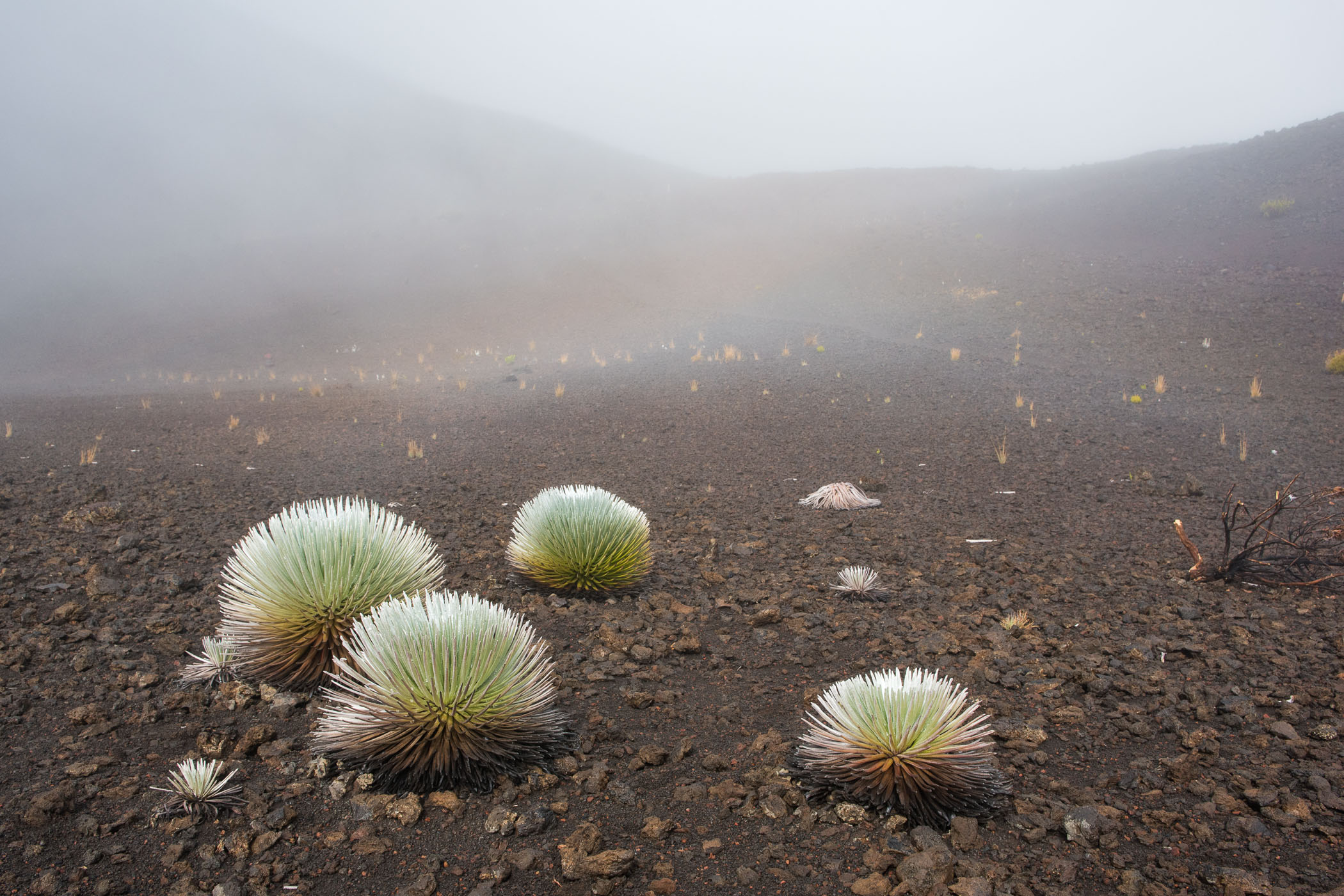 Regenboog in de mist