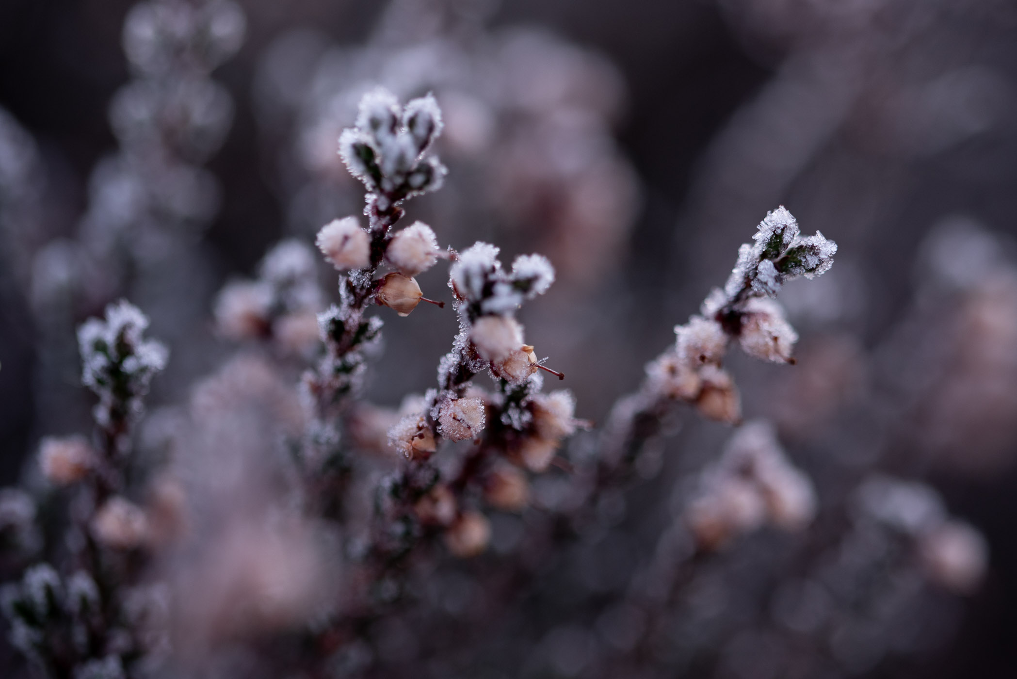 Heide plantje met witte ijskristallen