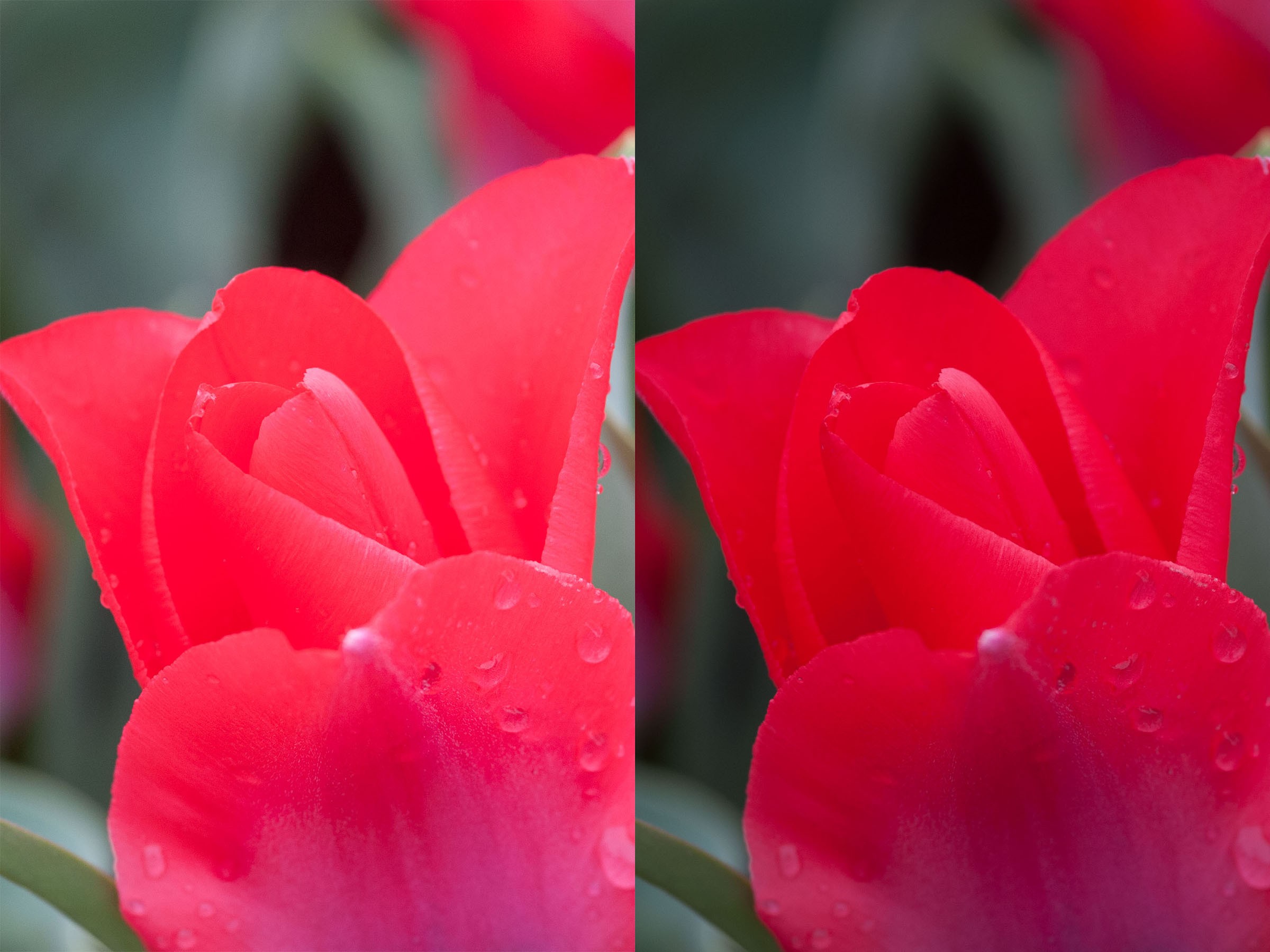 Rode bloem fotograferen