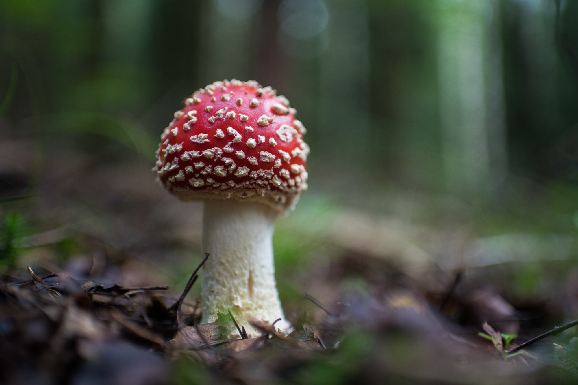 Paddestoel rood met witte stippen