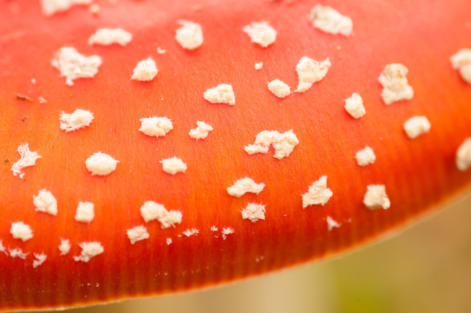 Maak het beeld abstracter door in te zoomen op de details