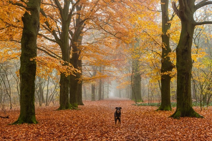 Zwarte hond in het bos met herfstkleuren
