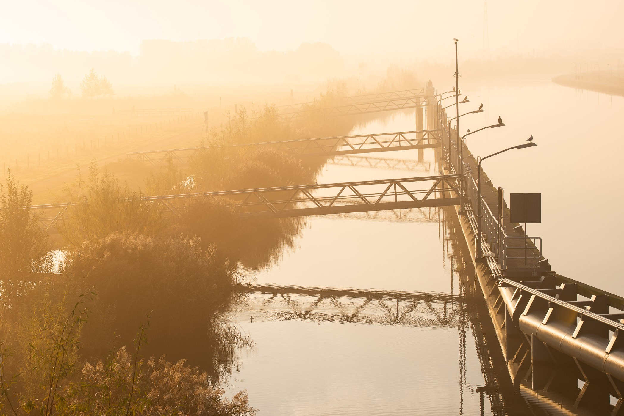Kanaalpark Rosmalen in de mist, met tegenlicht.