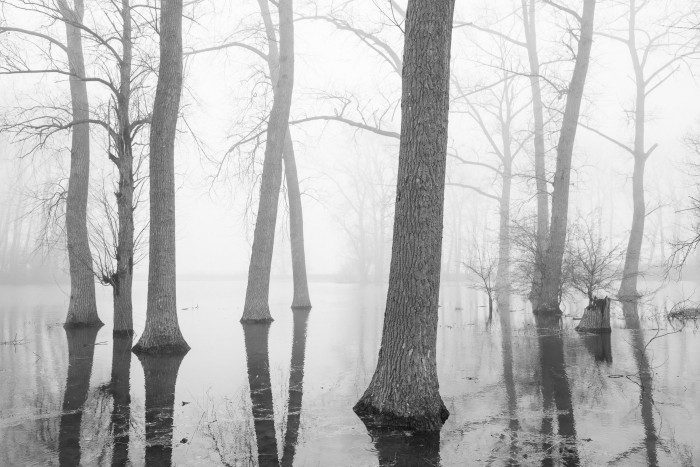 Bomen in water in de mist, zwart-wit