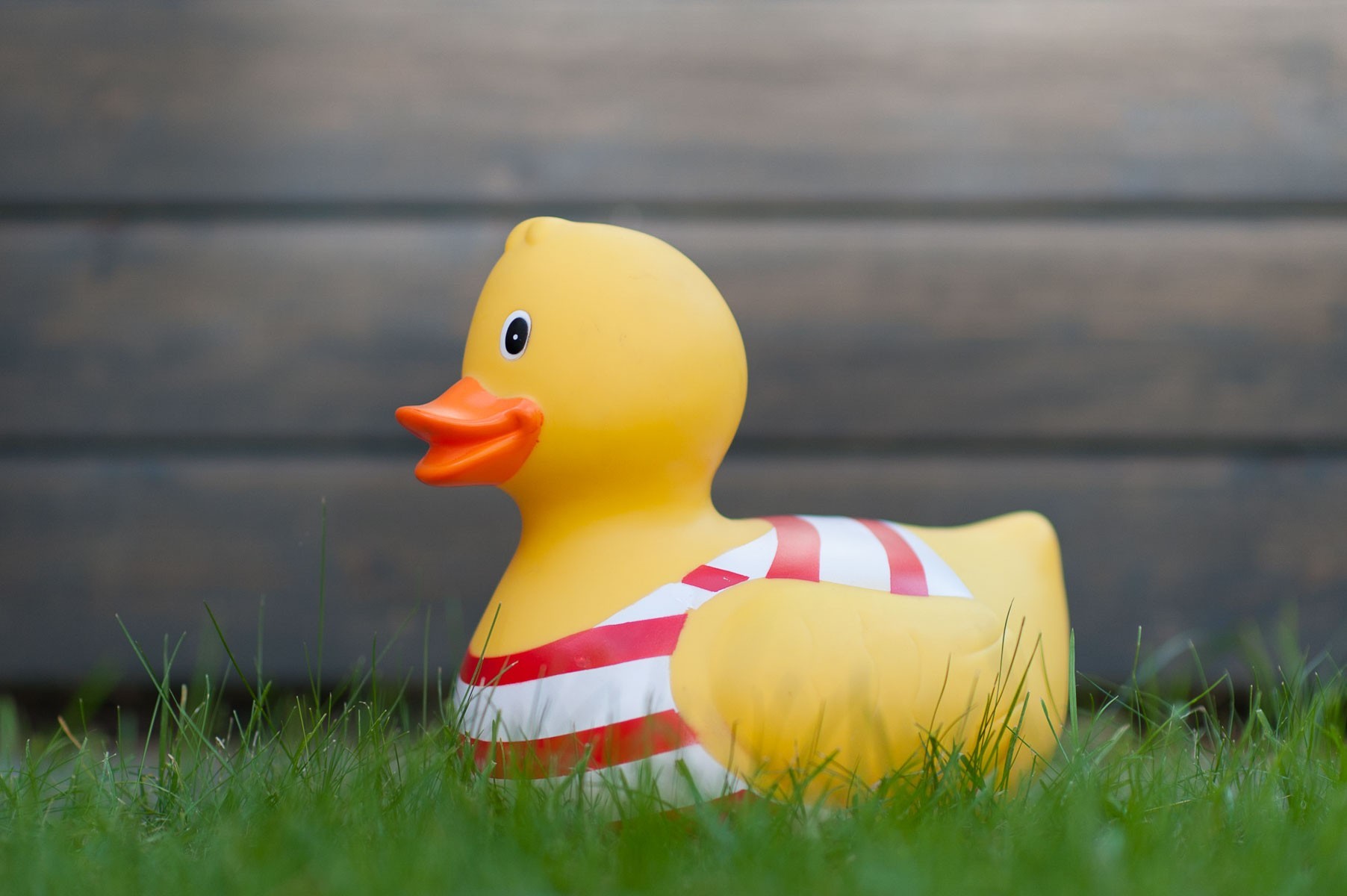 85mm f/2 - Bij weinig scherptediepte krijg je een wazige achtergrond in de foto (en ook een wazige voorgrond trouwens)