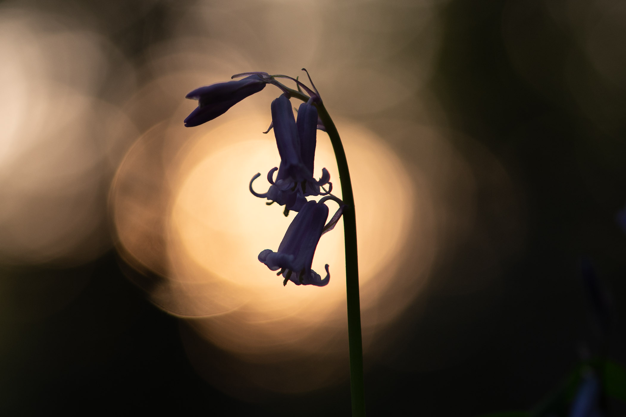 Silhouet van wilde hyancint (blue bell)