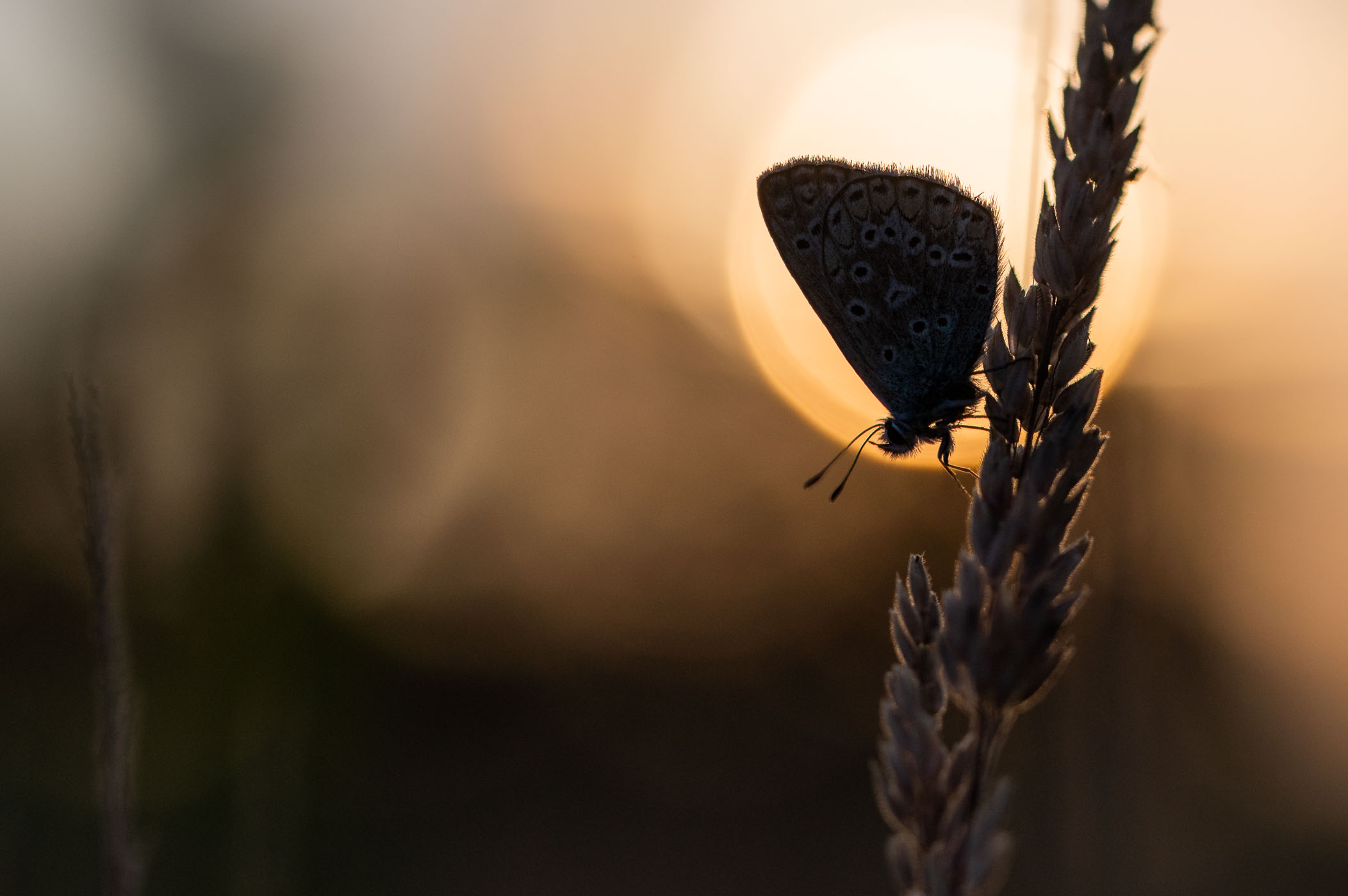 Silhouet van icarusblauwtje vlinder