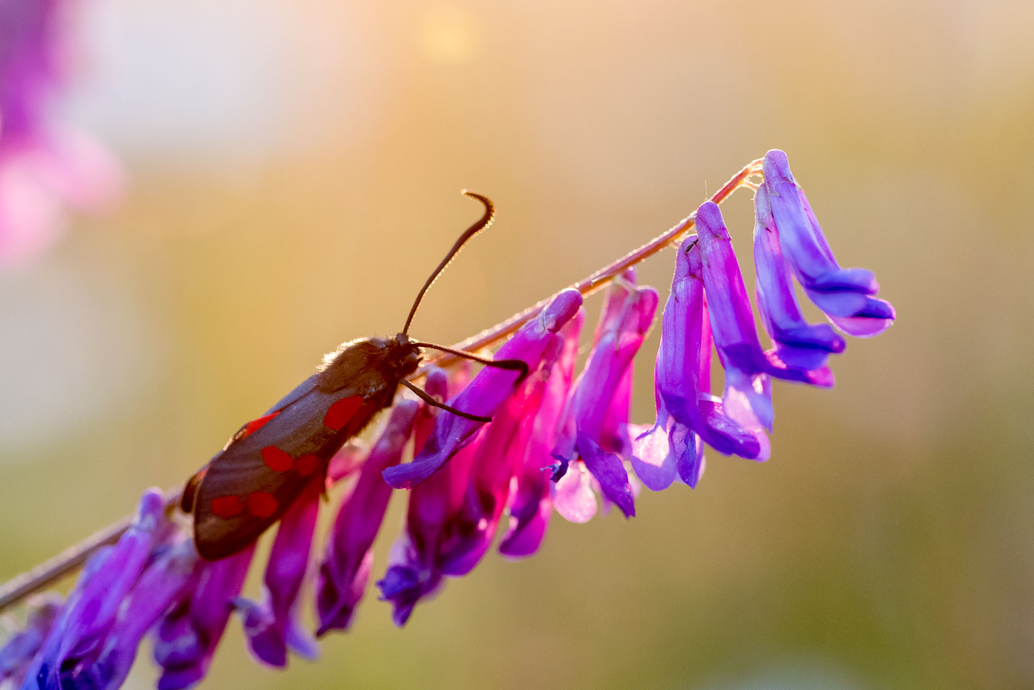 Sint-Jansvlinde: zwart met rode stippen