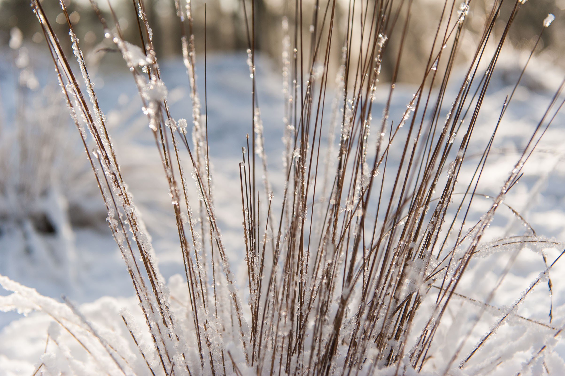 De sneeuw op de sprietjes is bijna gesmolten. Ga op een zonnige dag er daarom op tijd uit!