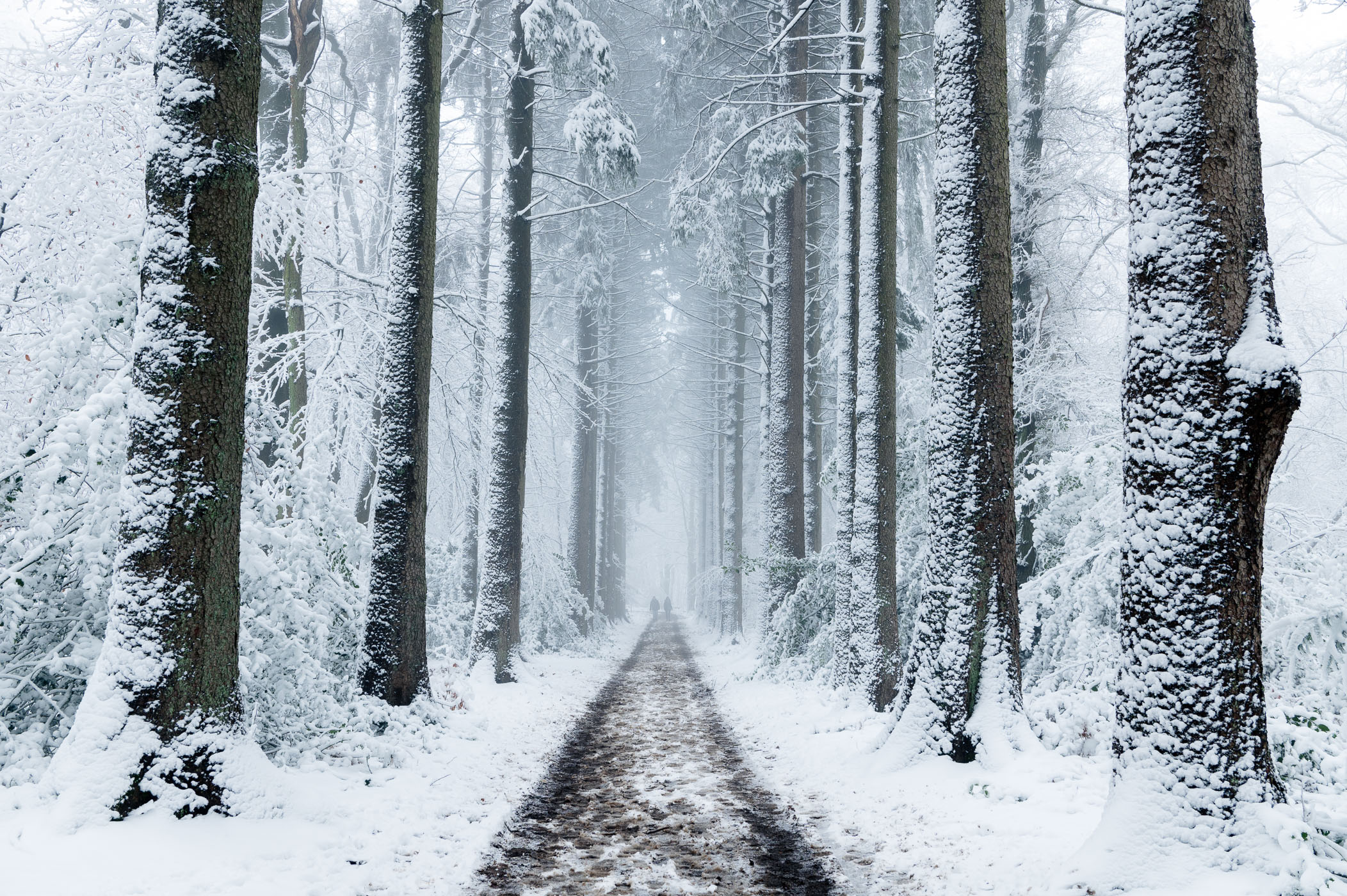 Laan met bomen in de sneeuw.