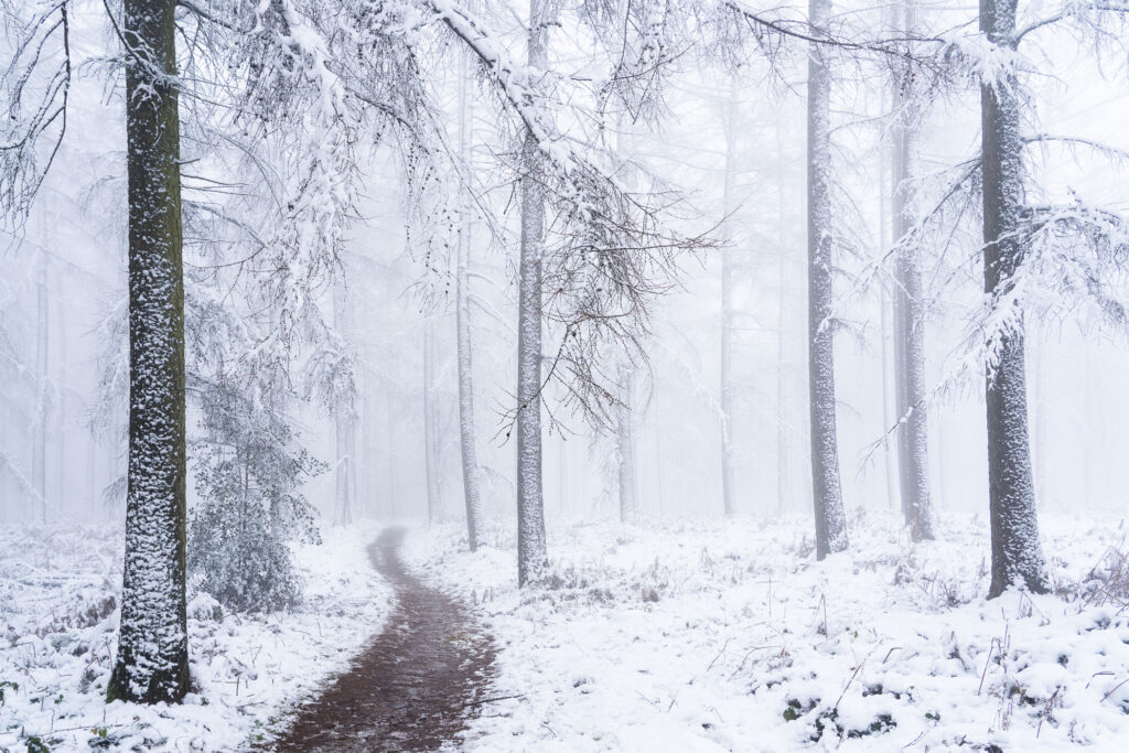 Bos in de sneeuw en in de mist