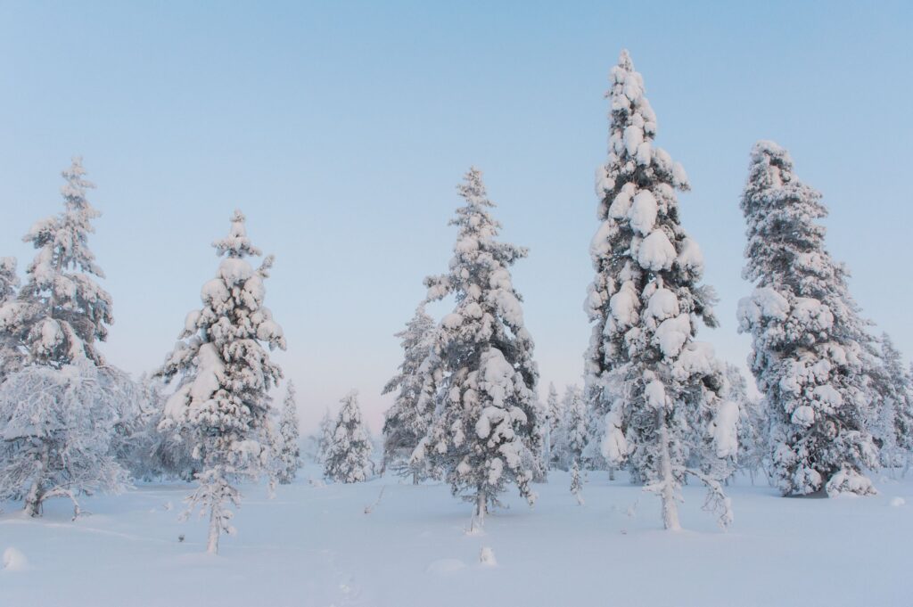 De bomen steken beter af tegen de licht blauwe lucht. Ook staan de bomen meer los, wat de foto rustiger maakt.