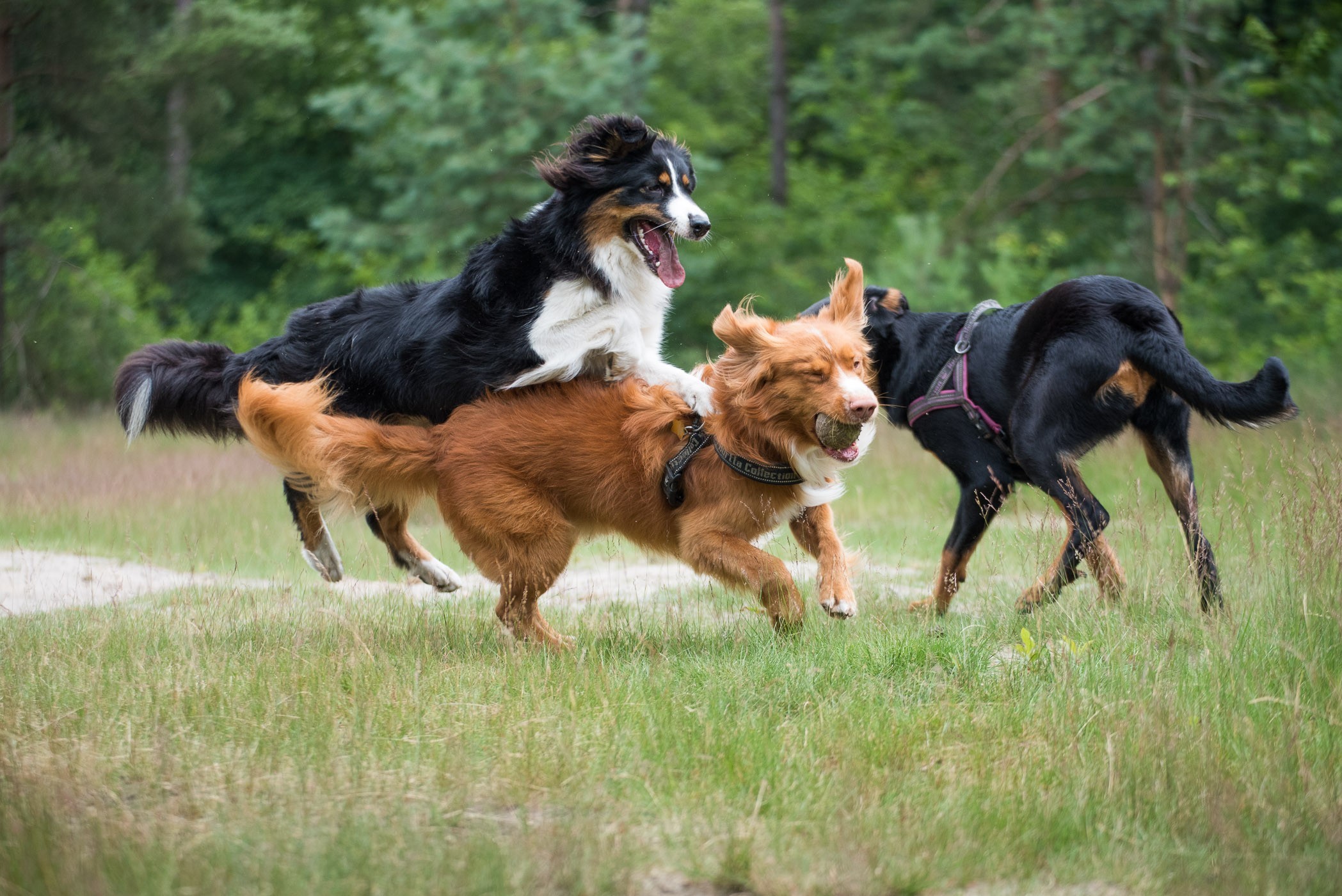 Fotografeer spelende en rennende honden met een korte sluitertijd. Voor deze foto stelde ik een sluitertijd van 1/1500s in.