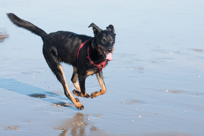 Met een goede timing fotografeer je een rennende hond met vier poten in de lucht.