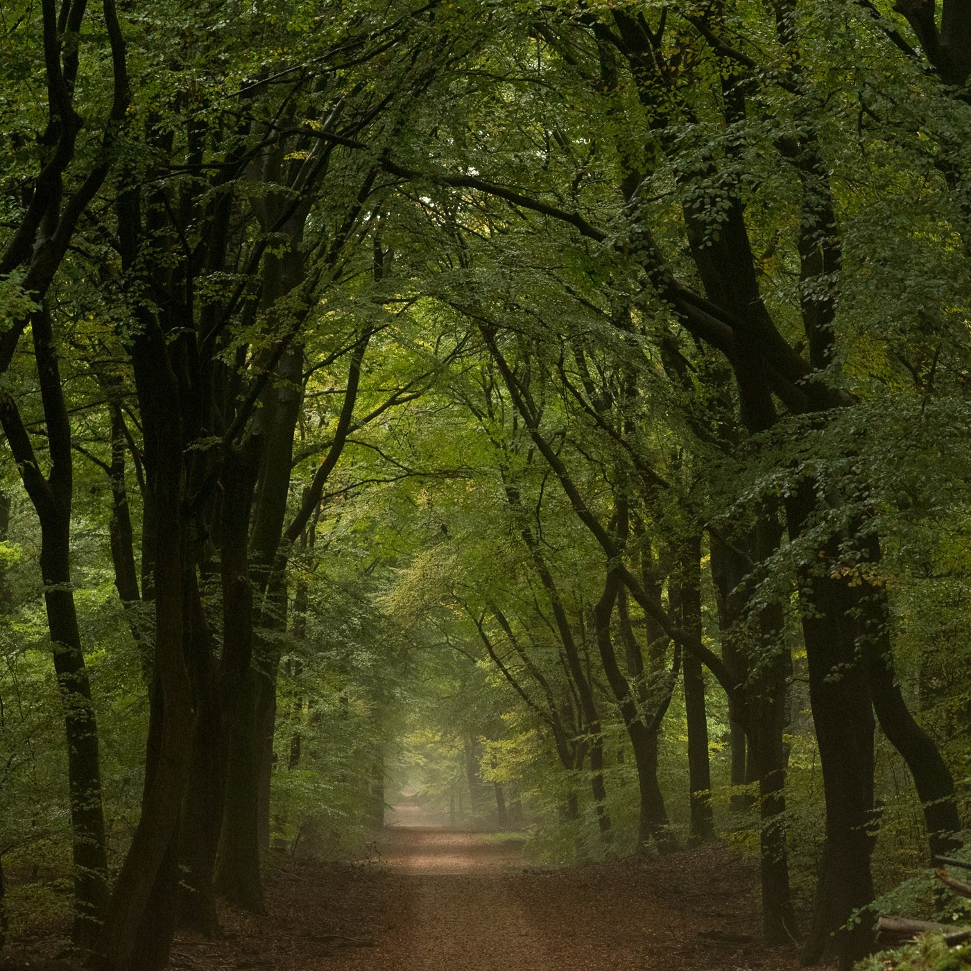 Groene bladeren in het bos; het is nog te vroeg in de herfst!