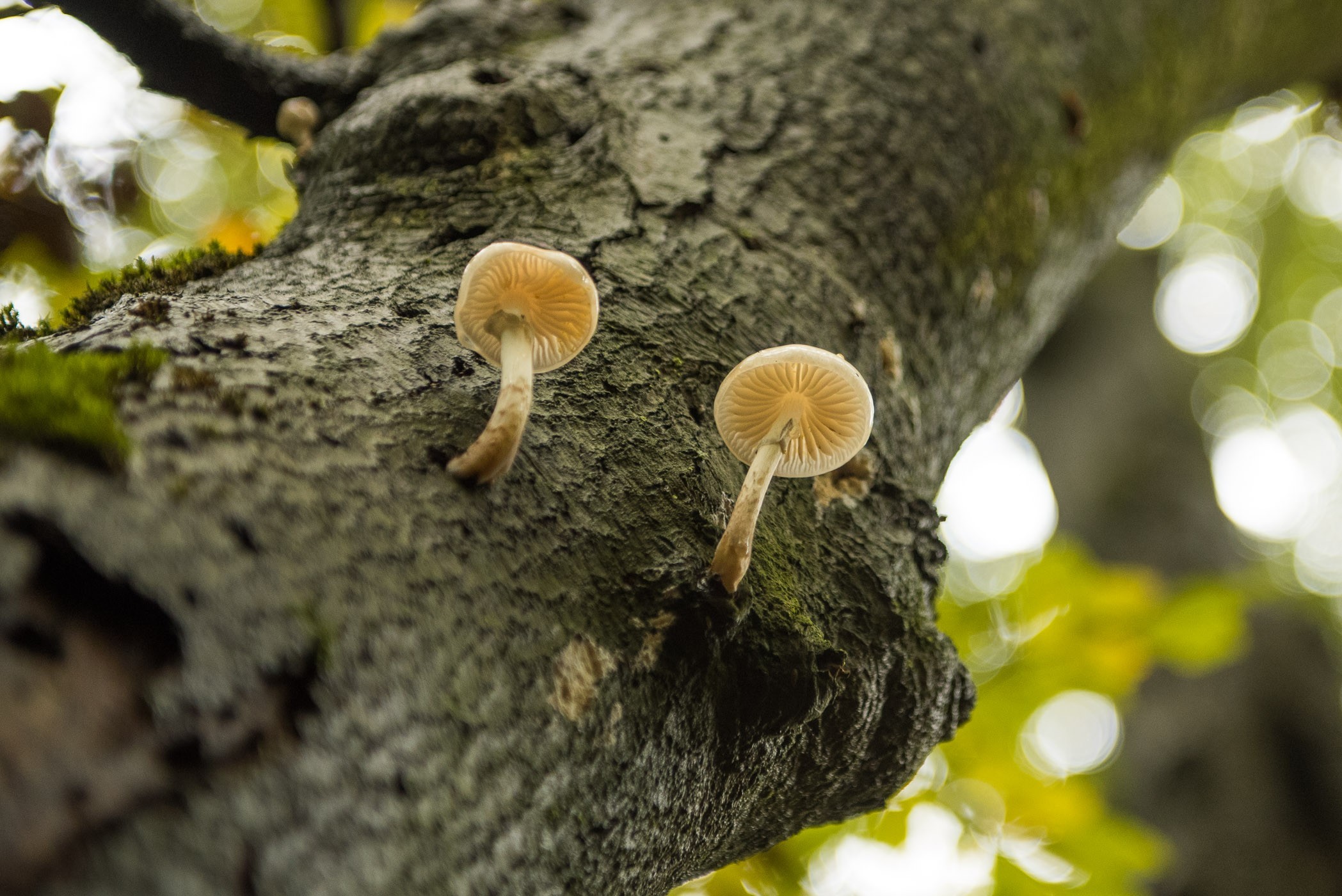 Porseleinzwammen aan een boom