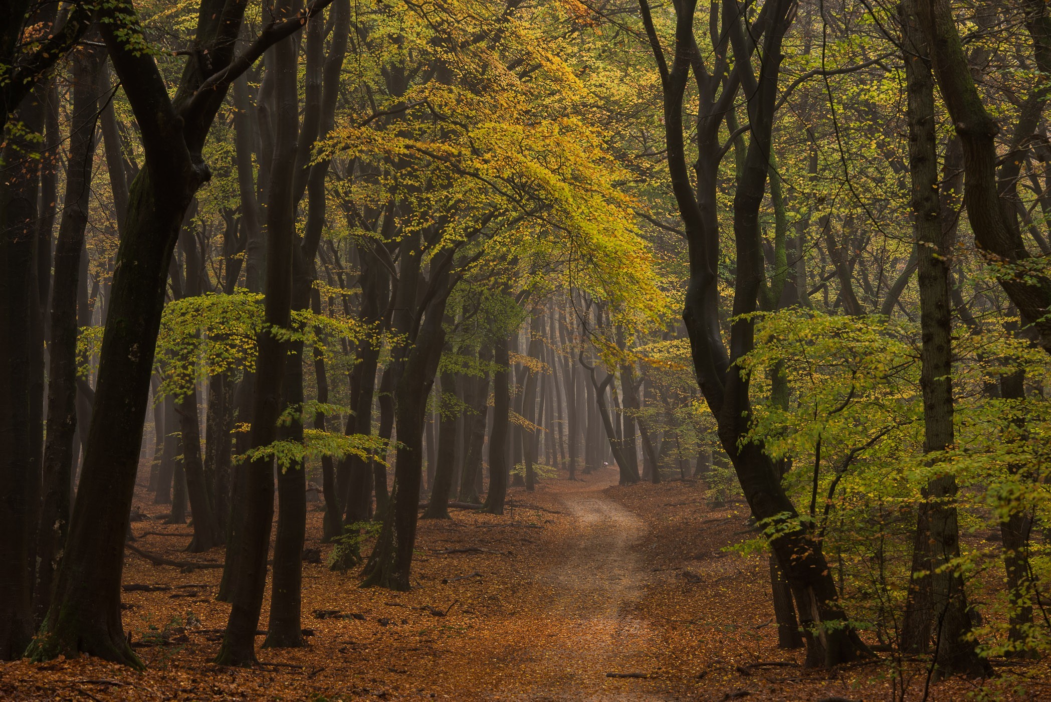Donker bos aan het begin van de herfst. Sommige bladeren zijn nog groen, anderen zijn al geel.