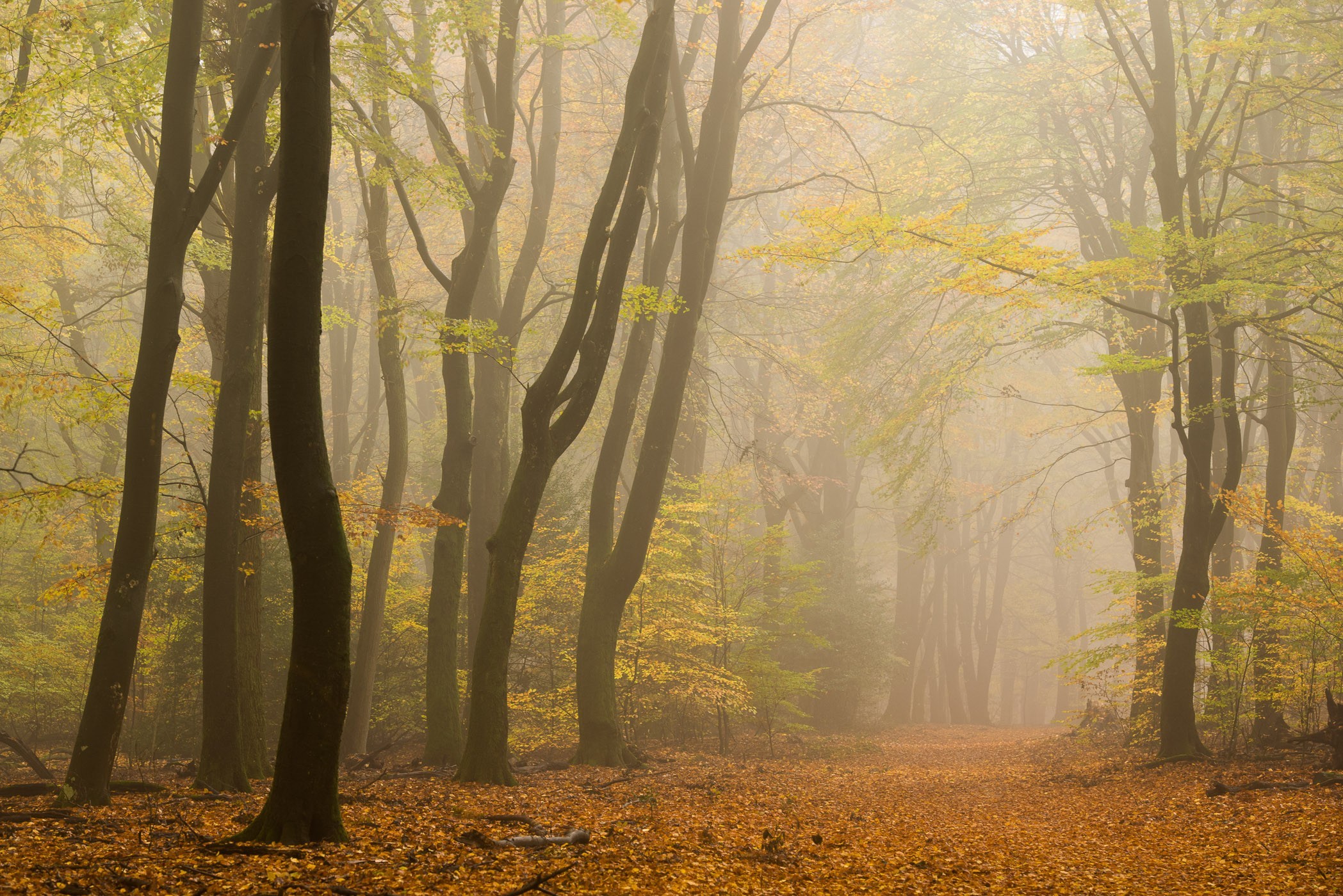 Bos gefotografeerd in de herfst terwijl het regent