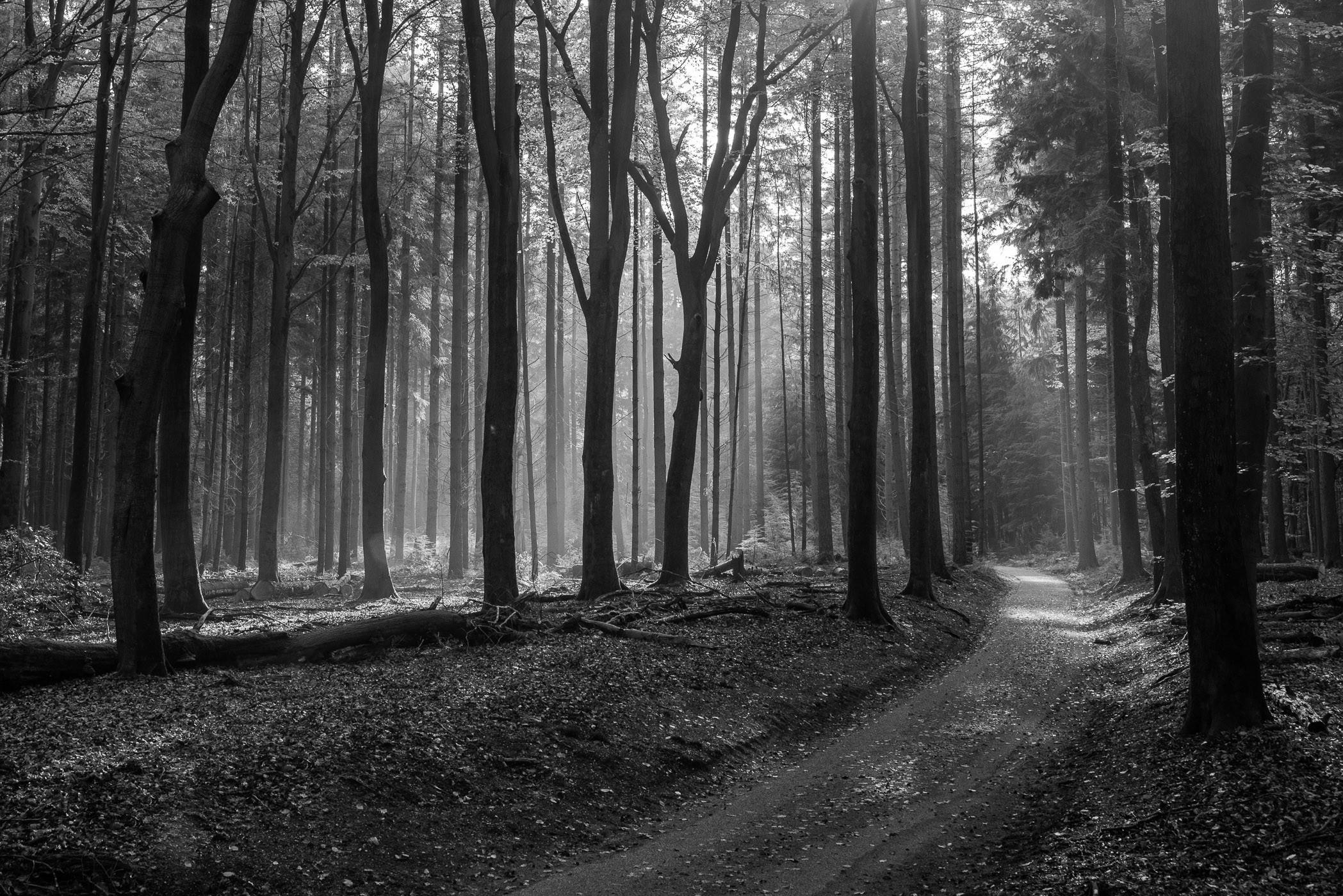 Geen zin om ver te wandelen? Er lopen ook verschillende fietspaden door het Speulder- en Sprielderbos!