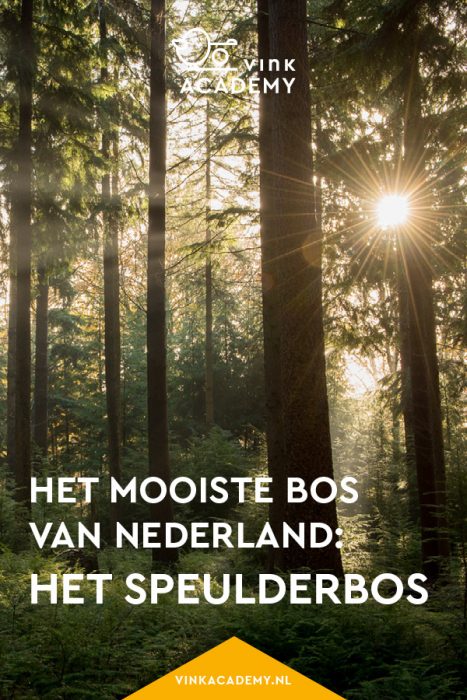 Speulderbos: het mooiste bos van Nederland