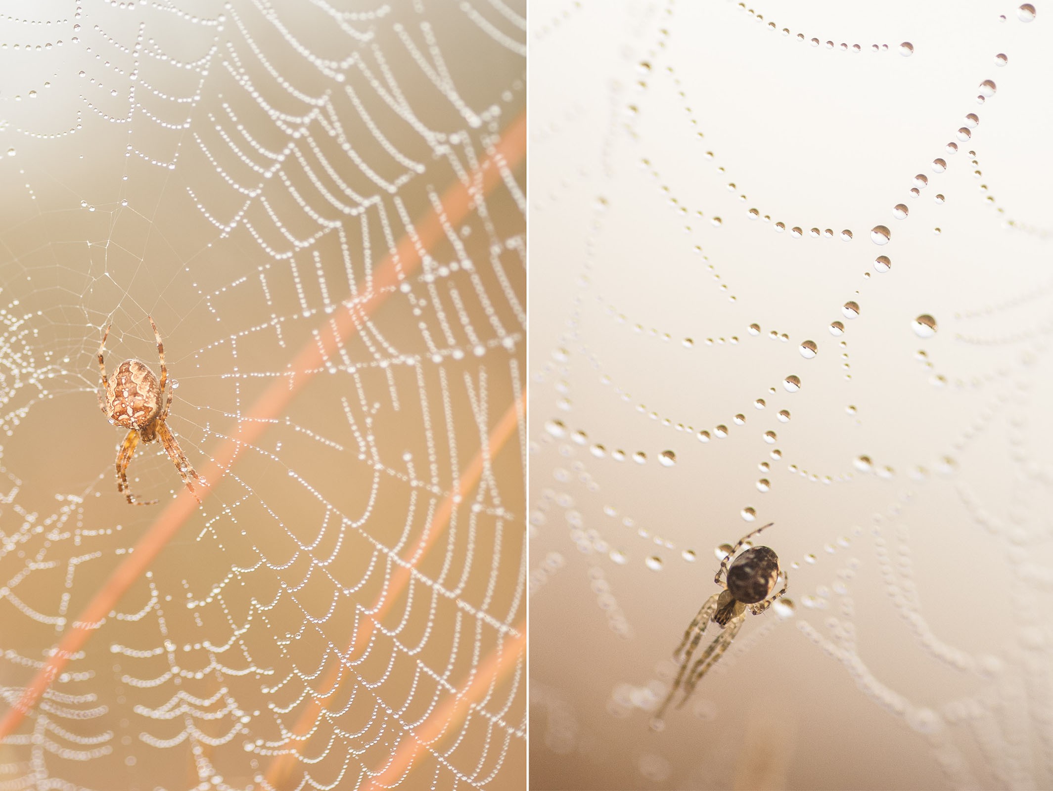 Links: het is jammer van de sprietjes op de achtergrond. Rechts: het web en de houding van de spin zorgen voor een mooie diagonale lijn in de foto