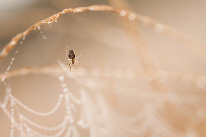 spinnenweb-fotograferen-2064