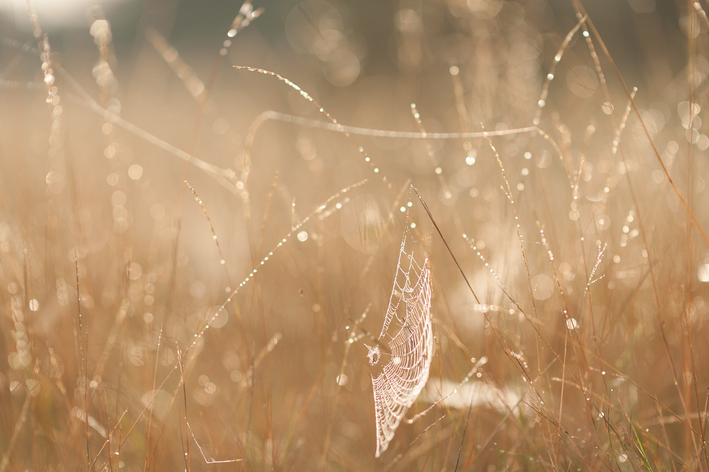 Het spinnenweb had amper opgevallen als er geen dauwdruppels aan hingen.