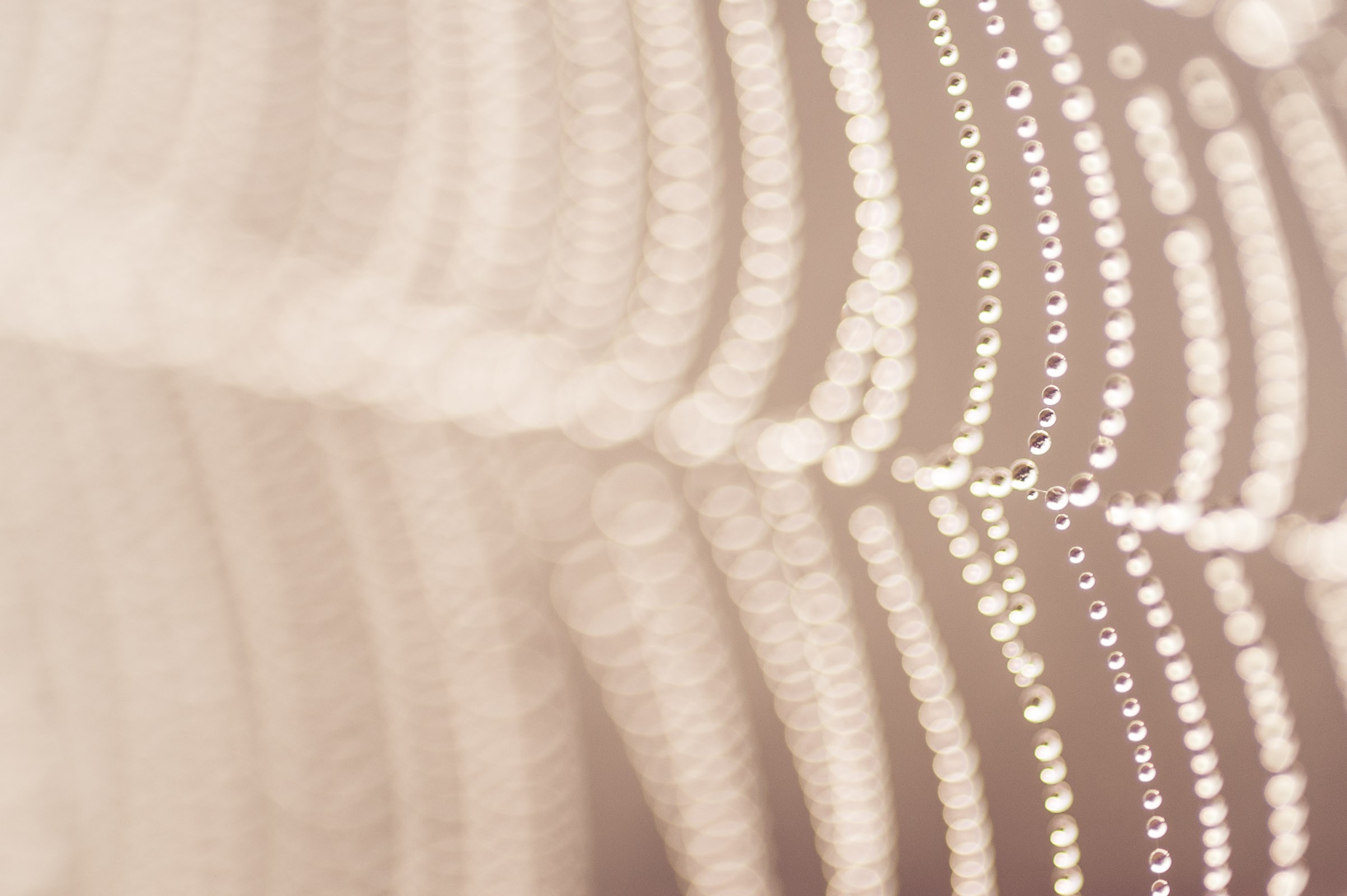 spinnenweb-fotograferen-2193