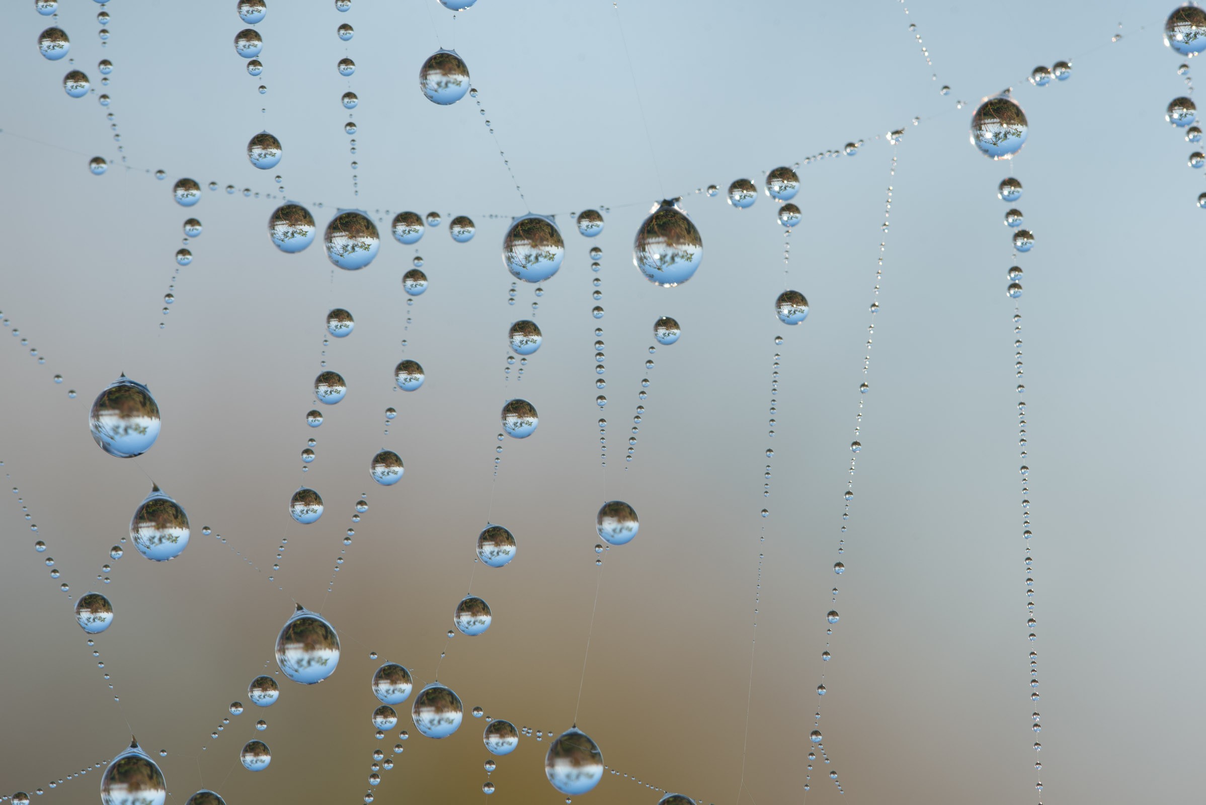 Het spinnenweb recht van voren gefotografeerd