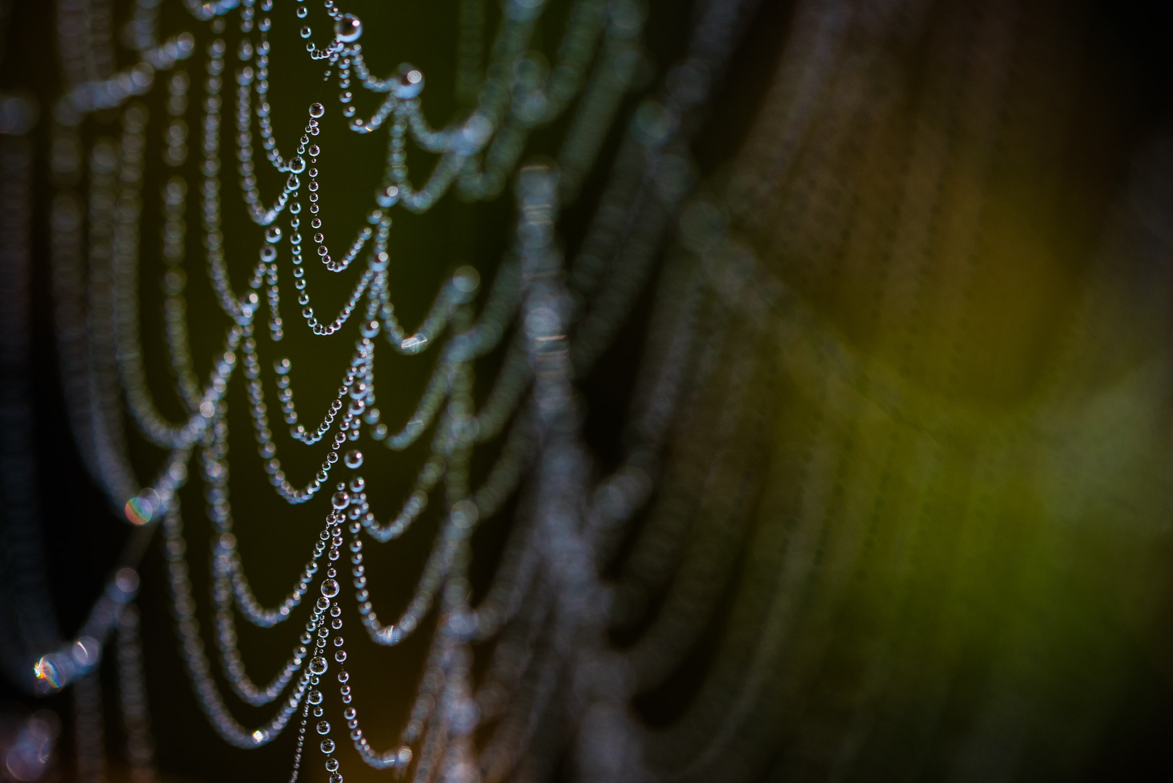 De achtergrond werd donker door een stuk grond in de schaduw.