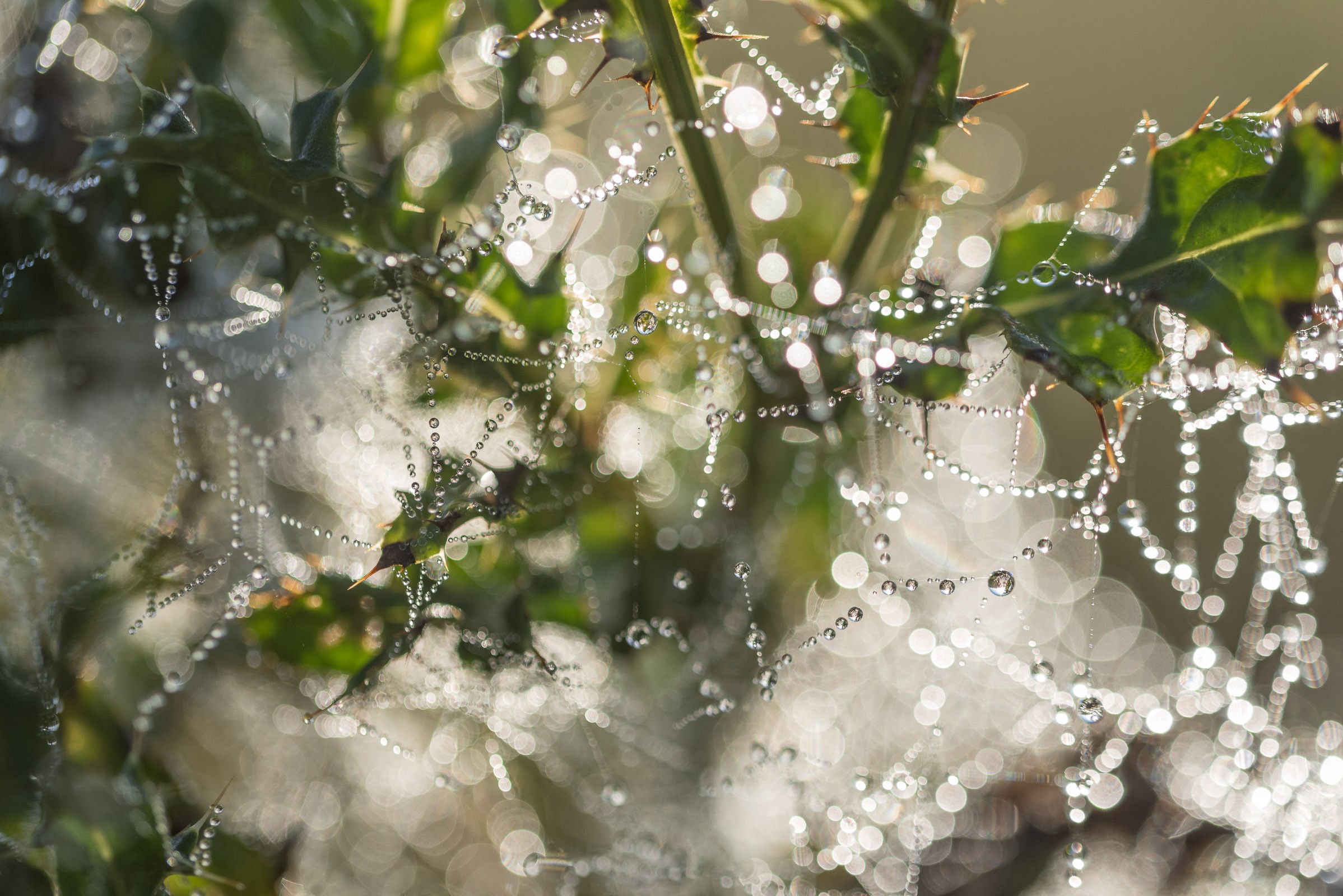 Geen klassiek web, maar wel veel spinnenrag en dauwdruppels. De foto is wel een stuk drukker hierdoor.