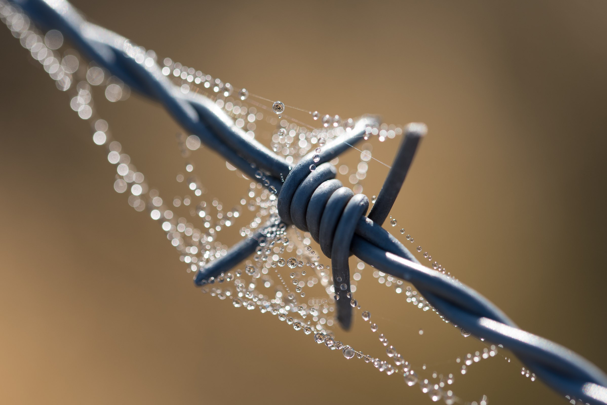 Kijk niet alleen bij planten voor spinnenrag. De dauwdruppels bij dit prikkeldraad vormen een mooi contrast met het metaal. 