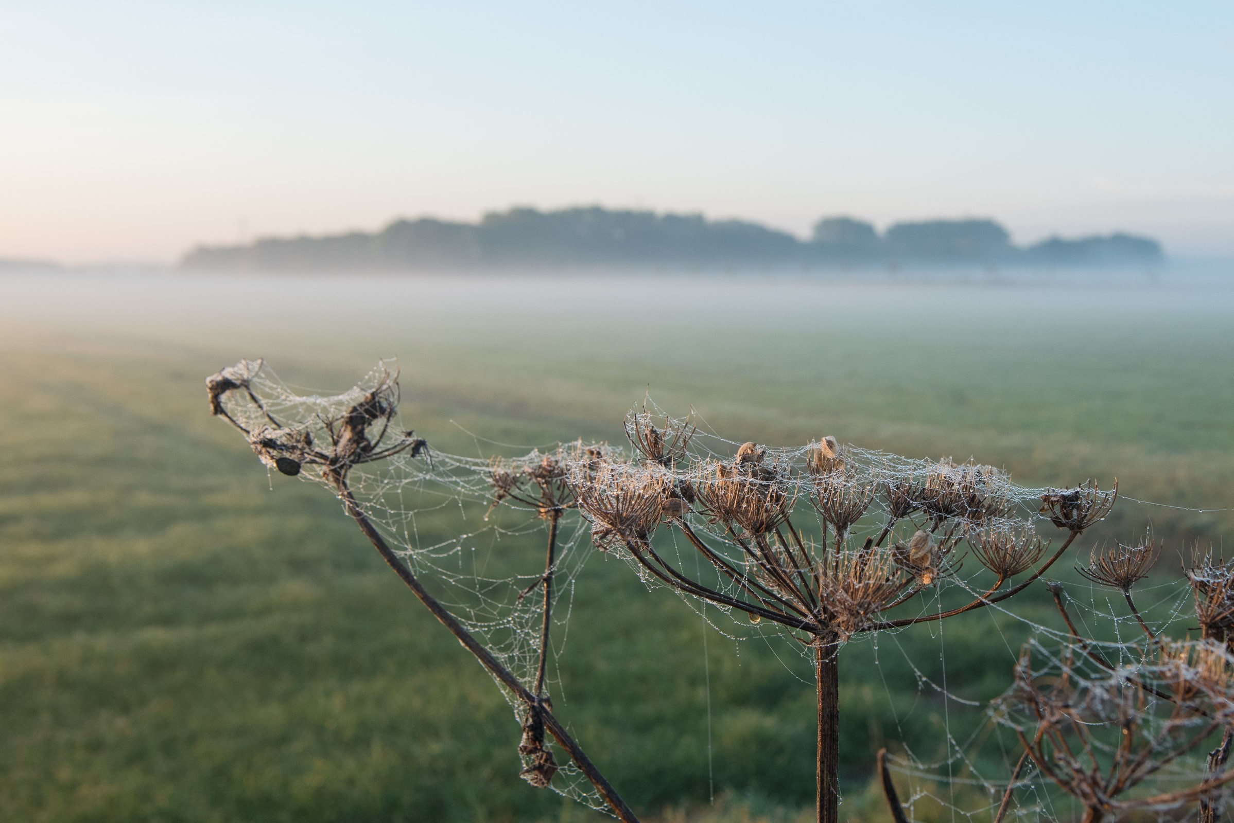 De mist zorgt dat de dauwdruppels zich hechten aan het spinnenweb.