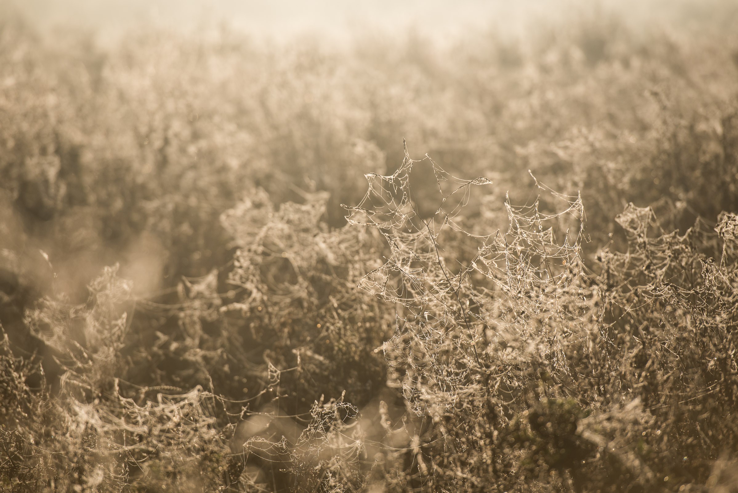 Door het tegenlicht zie je dat het hele veld volstaat met planten met spinnenwebben en dauwdruppels.