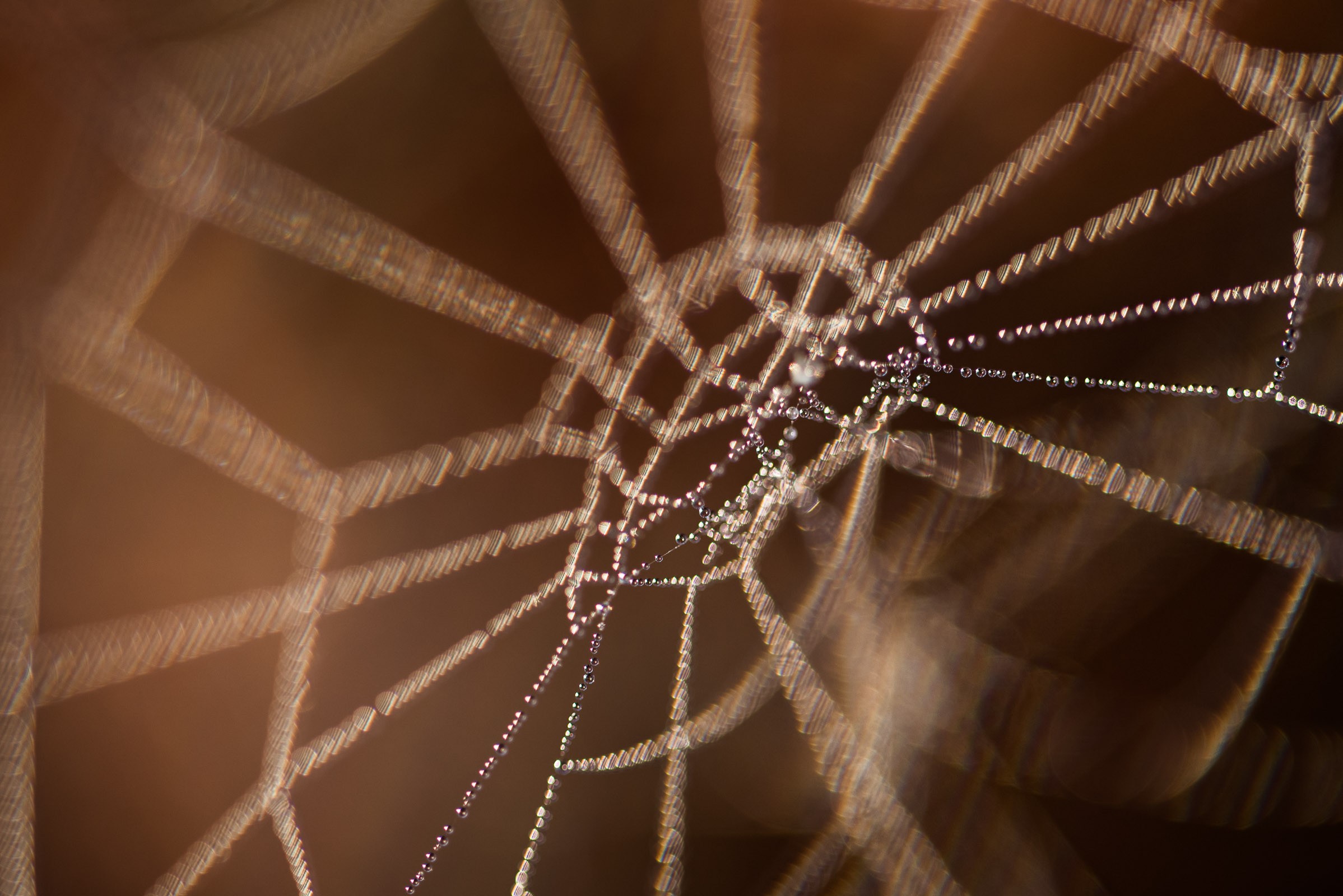 Een verdorde plant zorgde voor de warme kleur in de achtergrond.