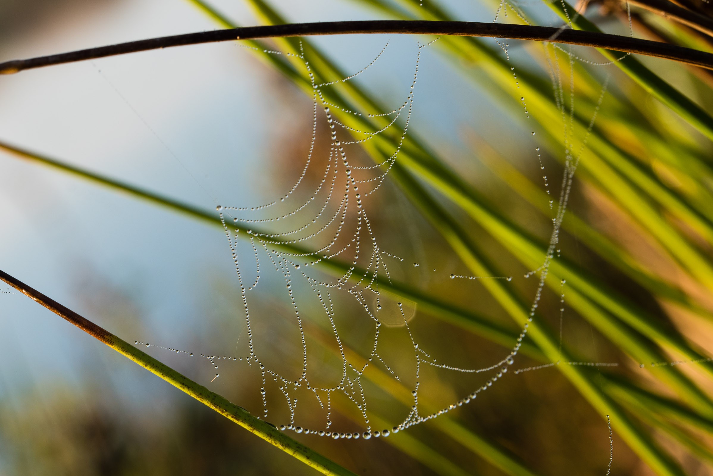De scherptediepte is groter door het kleinere diafragma f/14. De achtergrond is nog steeds wazig, maar toch een stuk onrustiger door de donkere vlekken. 