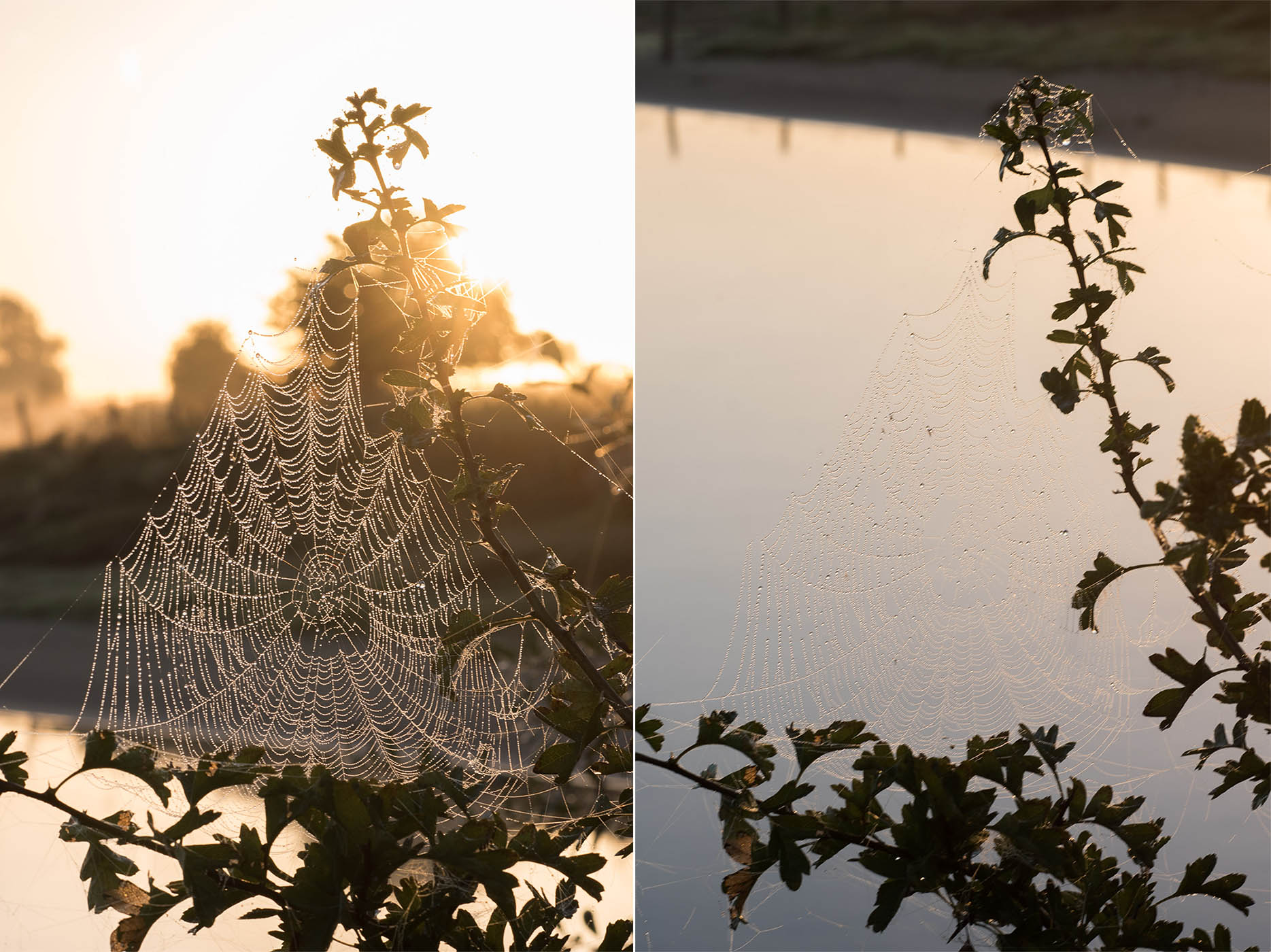 In deze tegenlicht situatie is het spinnenweb veel duidelijker zichtbaar tegen de donkere achtergrond dan tegen het water. Het enige wat in deze foto anders is, is het standpunt. 