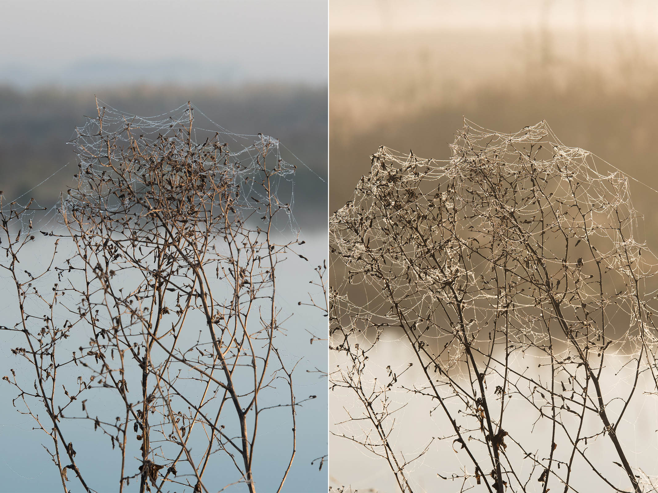 Links: Het licht komt van opzij. Je ziet de spinnendraden alleen aan de bovenkant van de plant afsteken tegen de donkere achtergrond. Rechts: door de plant meer van opzij te fotograferen krijg je door het tegenlicht nog beter zicht op het spinnenweb.