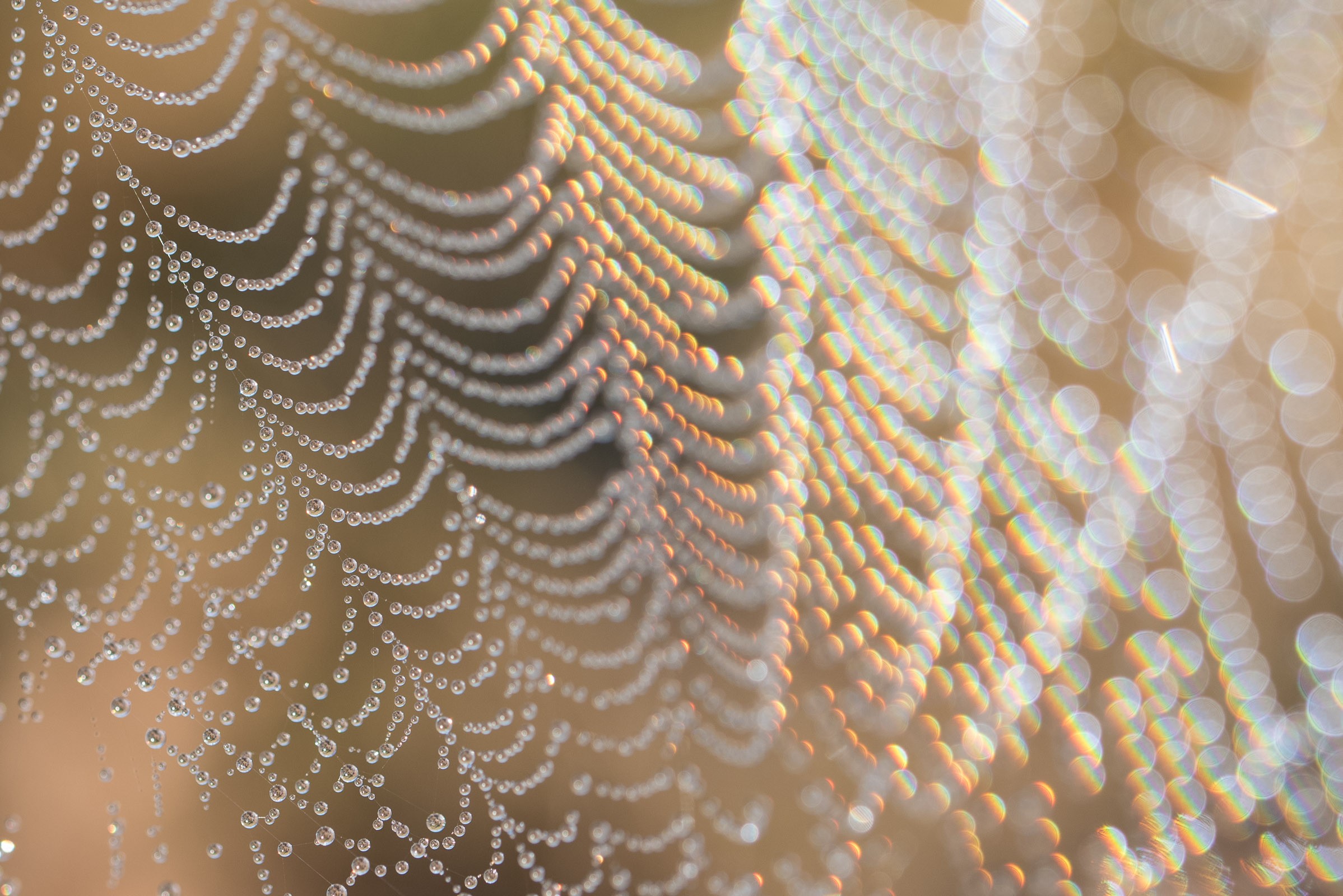 Hetzelfde web, nu gefotografeerd met een 90mm macrolens waarmee de druppels groter gefotografeerd konden worden. Door het standpunt veranderen de druppels aan de zijkant een <a href=