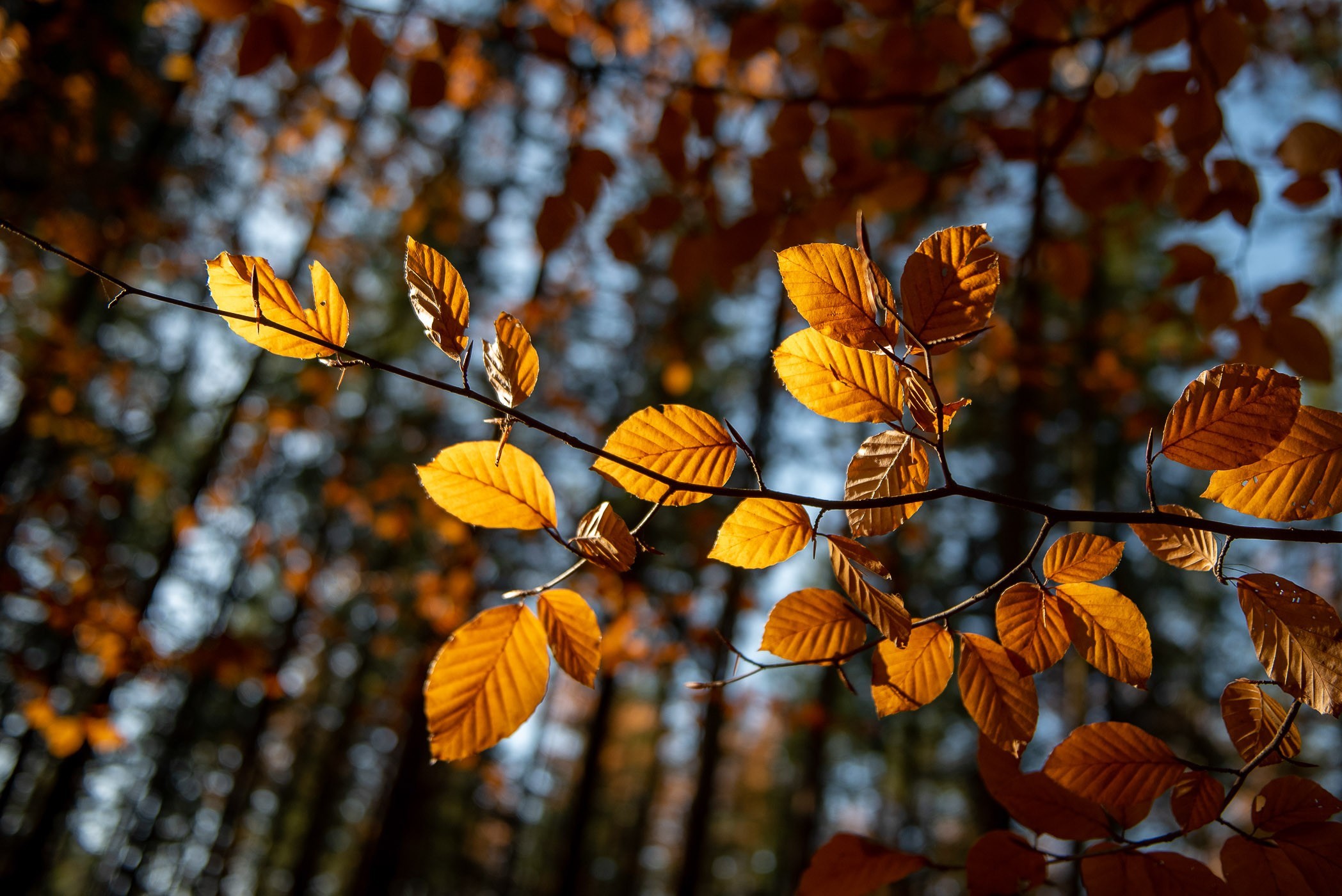 Herfstbladeren in het bos, gefotografeerd met een donkere achtergrond