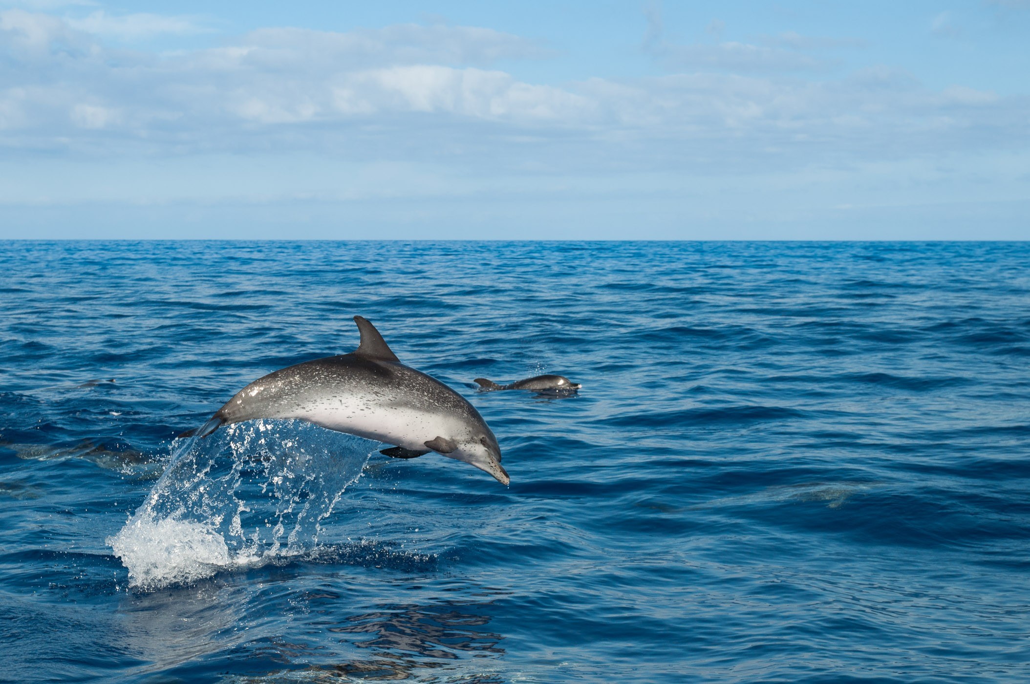 Een springende dolfijn, net naast de boot