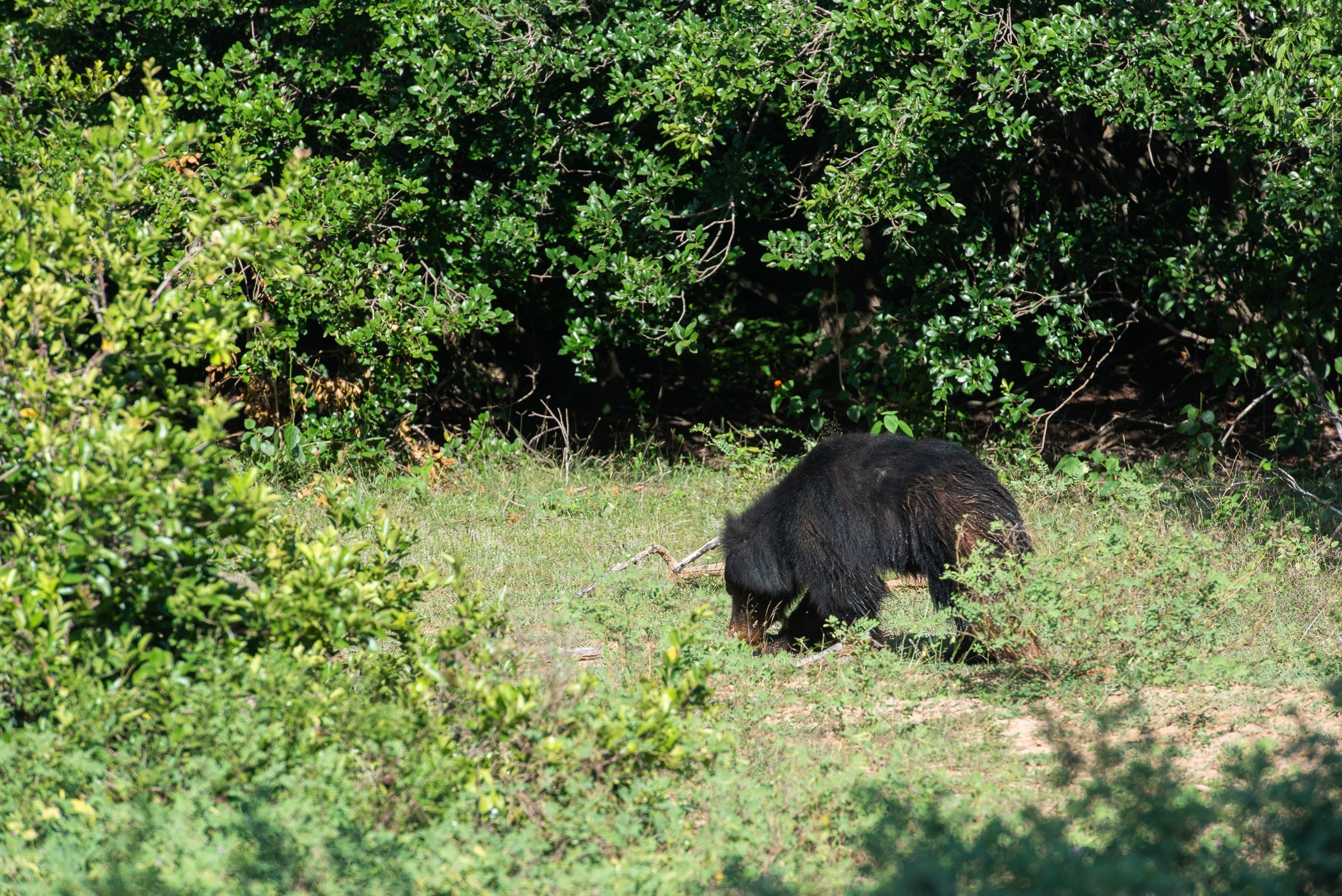 Mijn beste wildlife foto van de lippenbeer (sloth bear). Hard licht, (te) ver weg en hij loopt net weg.
