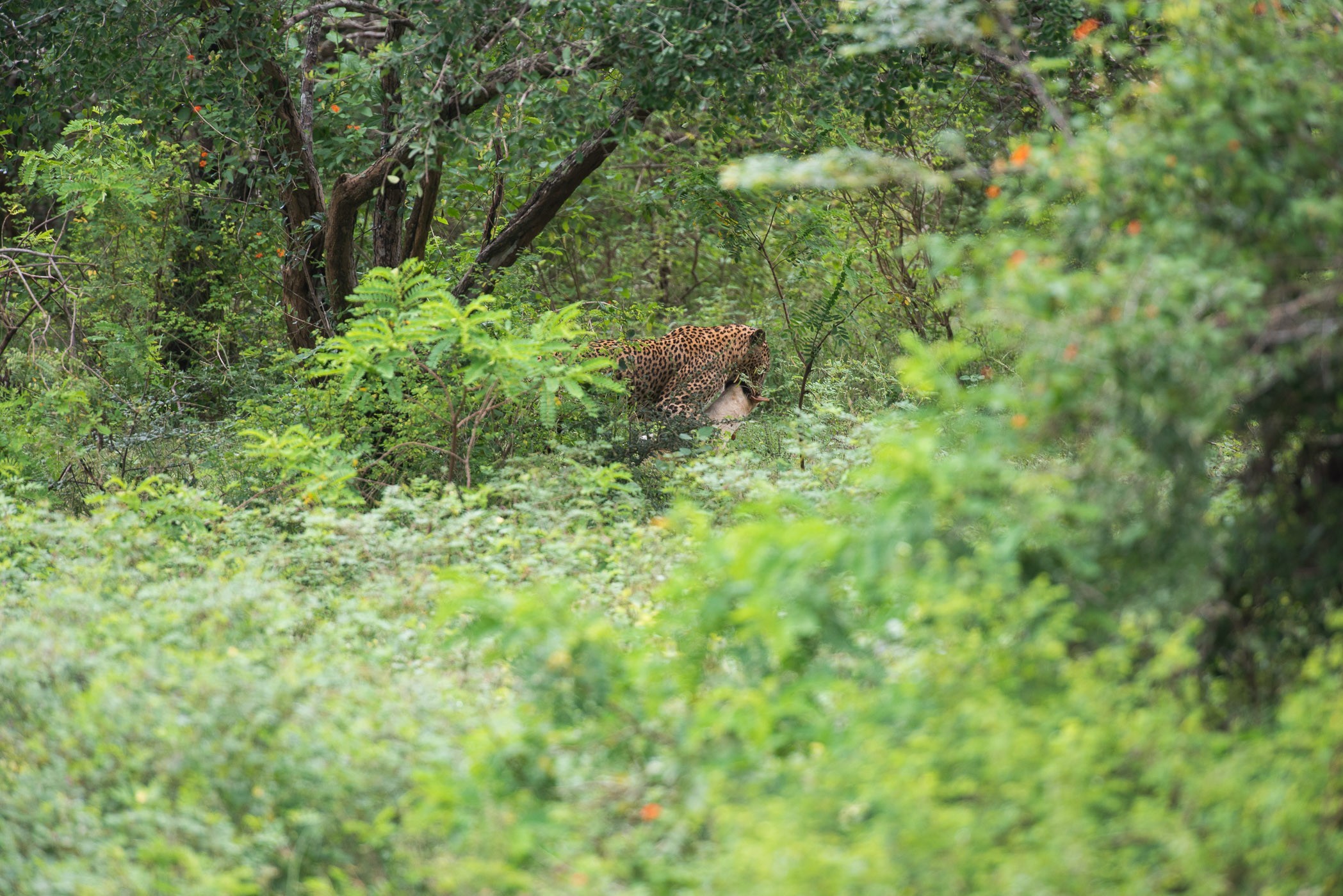 Het luipaard loopt met z'n prooi tussen de struiken. Niet de beste wildlife fotografie, want hier dier staat er niet geweldig op.