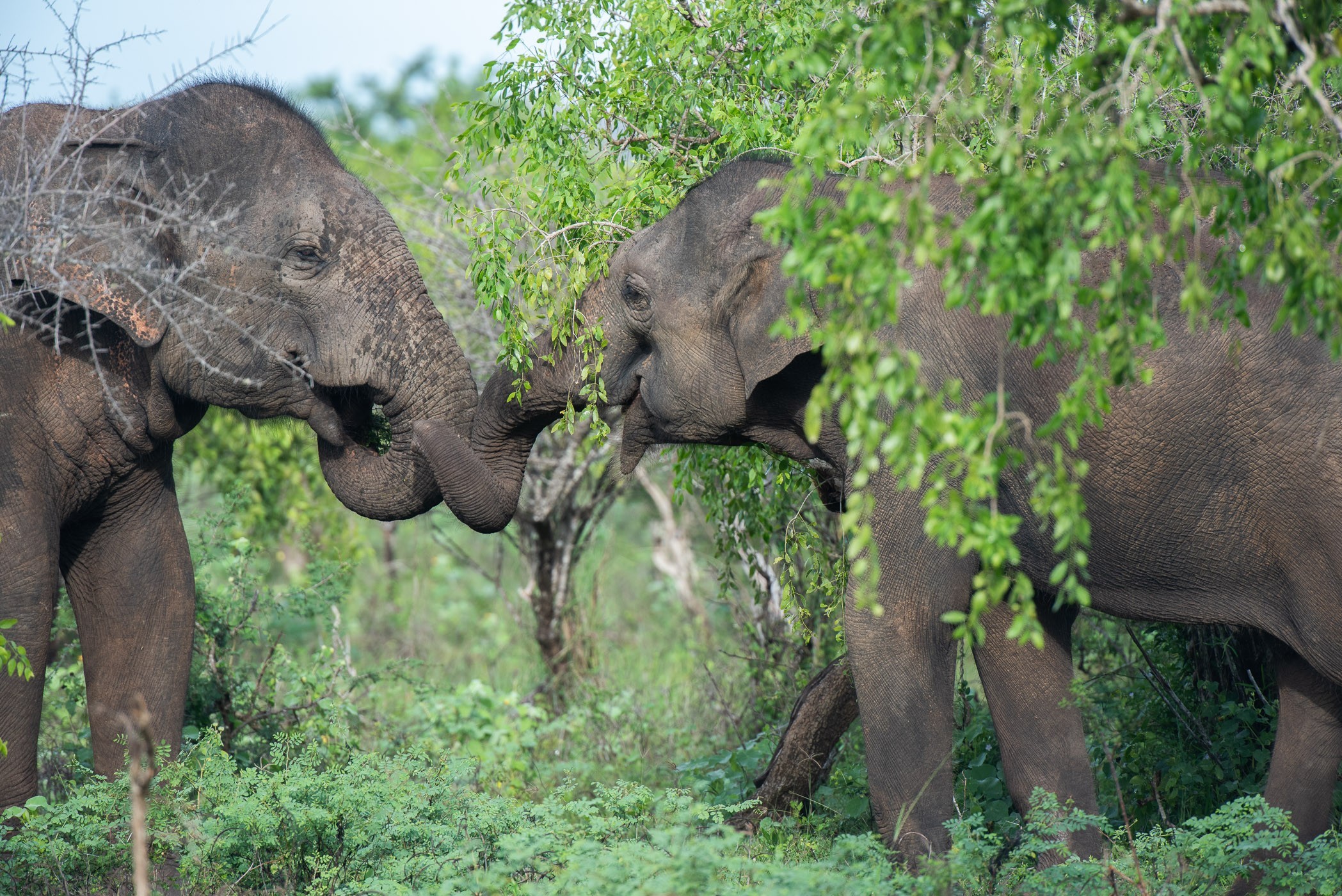 Wildlife fotografie in Sri Lanka