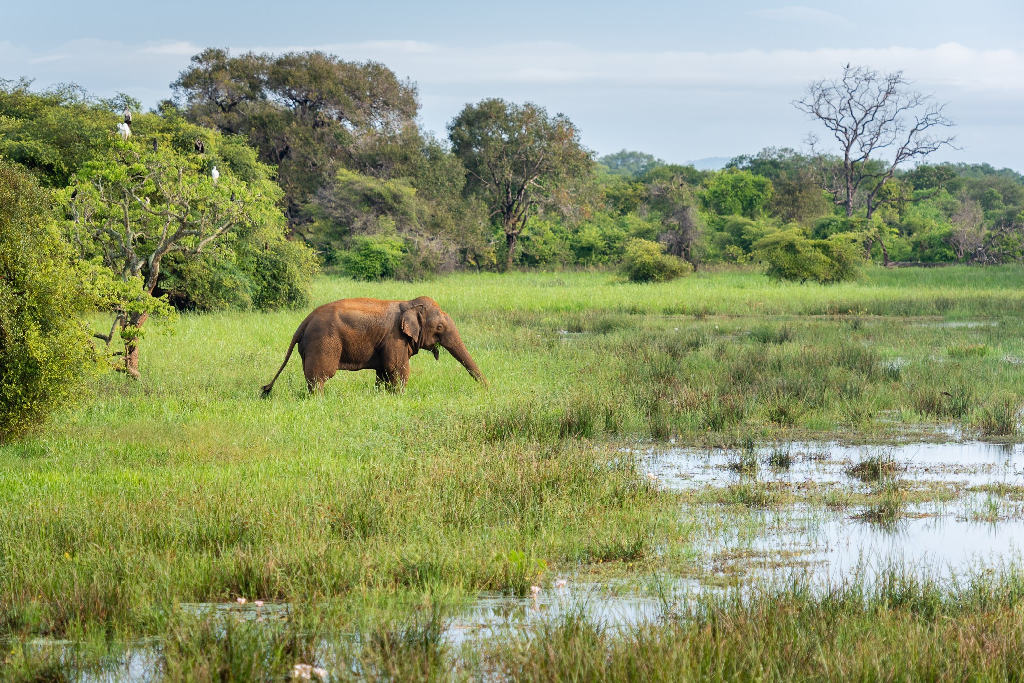 Mooi landschap, mooi licht, olifant... Happy me met deze wildlife foto!