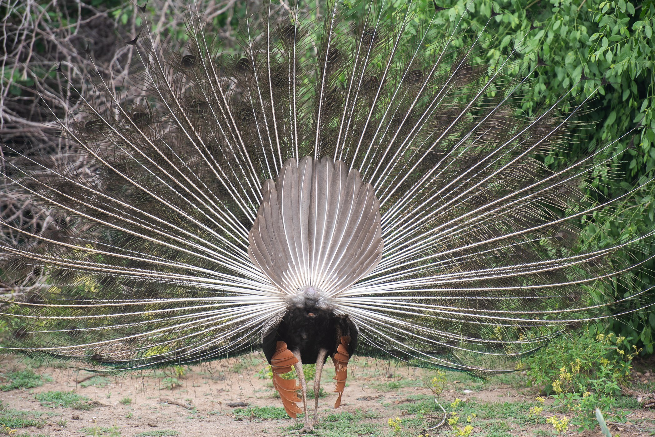 Doet die pauw eindelijk z'n vleugels zo mooi omhoog, laat-ie mij alleen z'n achterkant zien.