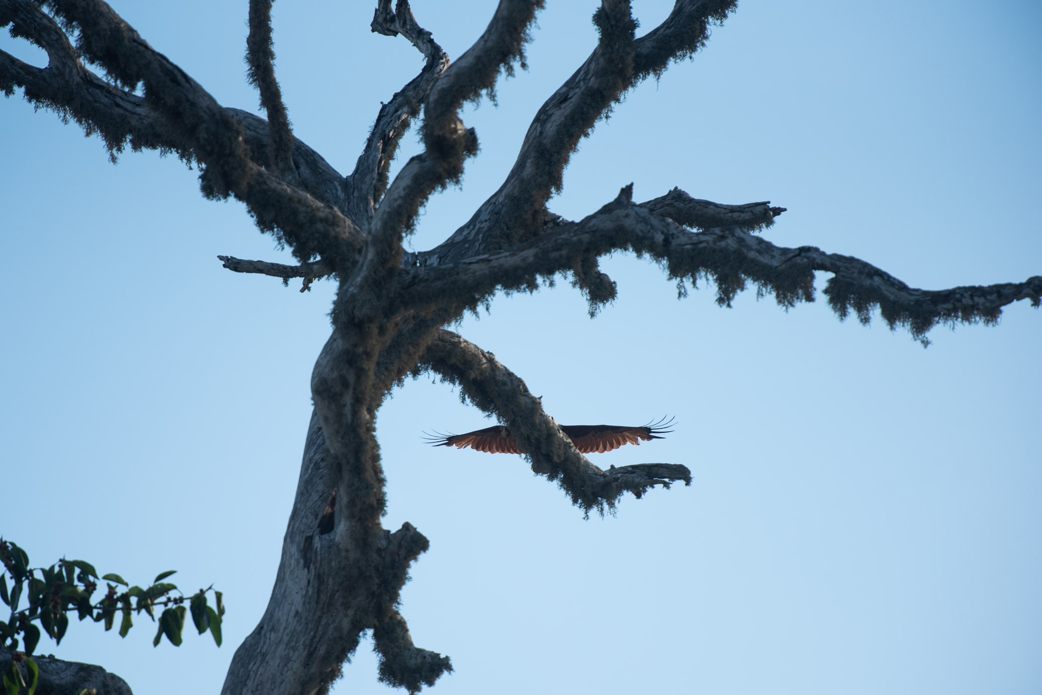 Vette foto van een zeearend, toch!? :)