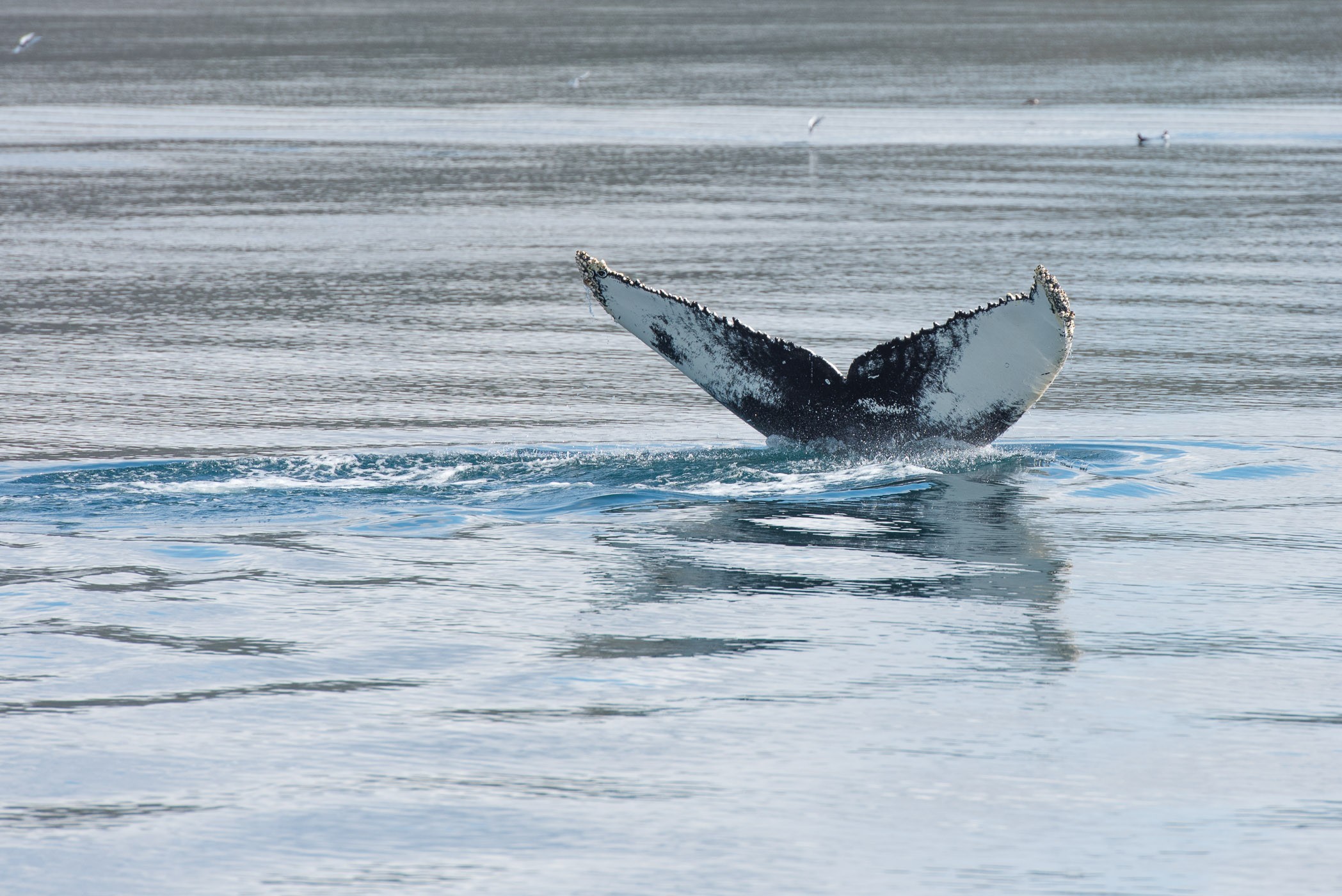 De tekening aan de onderkant van de staart is een soort vingerafdruk: uniek!